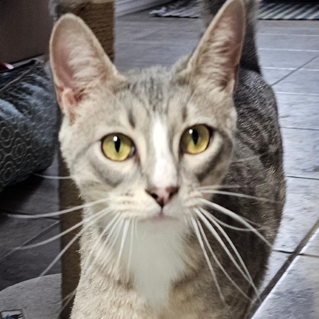 Enlarge Brennan, a Adoptable Domestic Short Hair in Grinnell, IA image 5/5