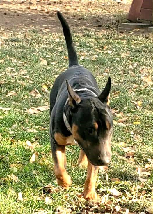 Enlarge Bullet, a ADOPTABLE Bull Terrier in Lewiston, ID image 5/5