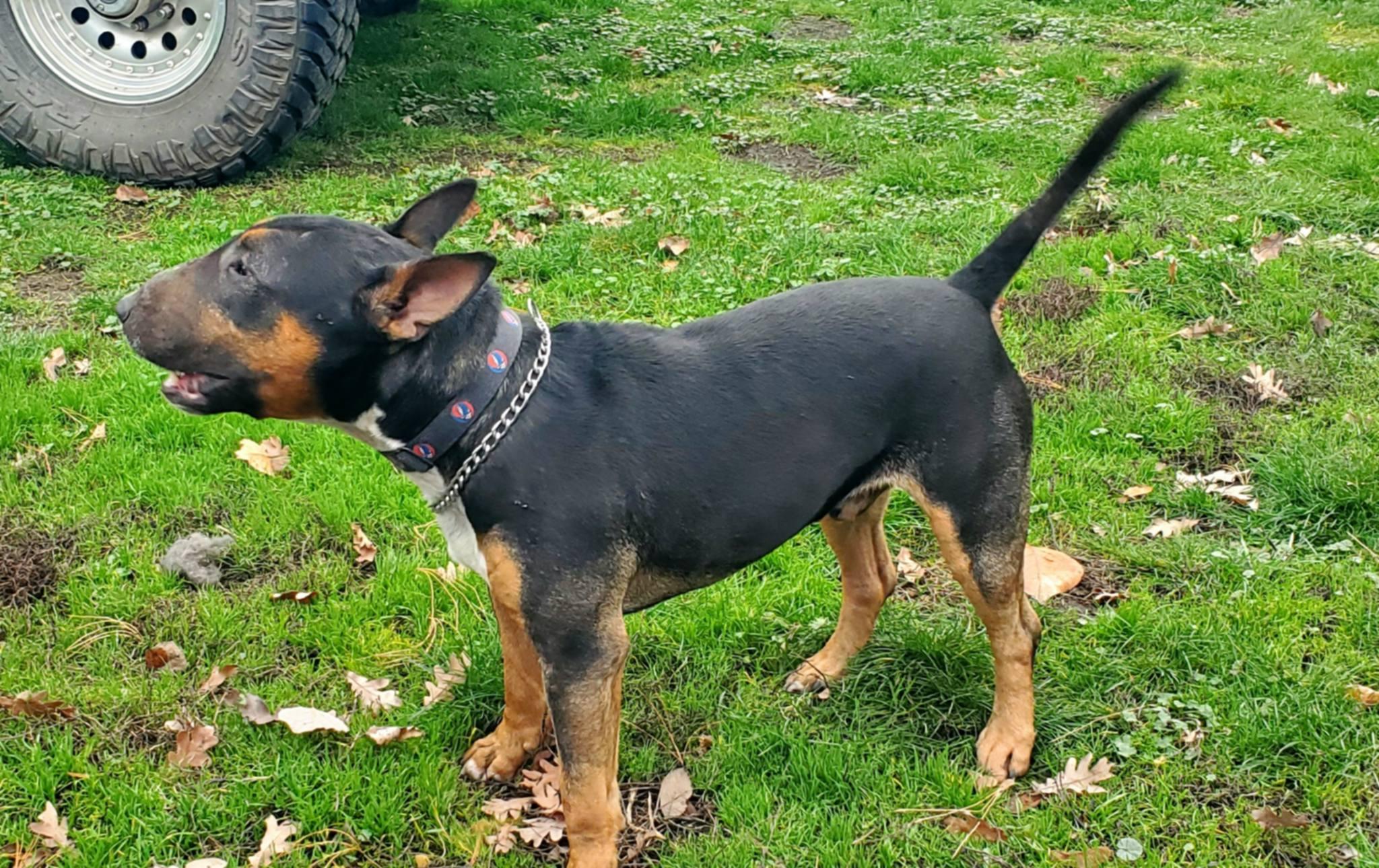 Enlarge Bullet, a ADOPTABLE Bull Terrier in Lewiston, ID image 2/5