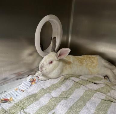 Enlarge SUGAR, a Adoptable Bunny Rabbit in Alameda, CA image 1/2