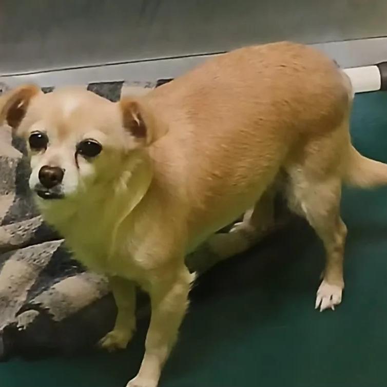 Enlarge Holly, a Adoptable mixed breed in Washougal, WA image 1/1