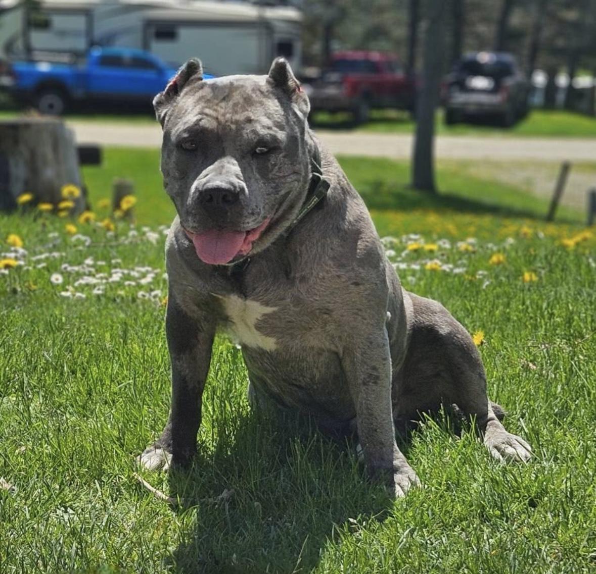 Paddy, Adopted, Adult Male Cane Corso.