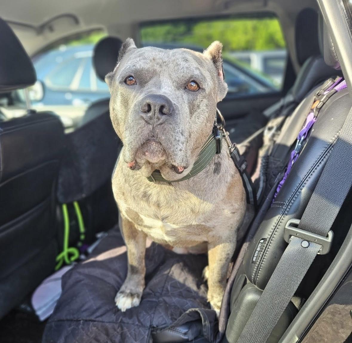 Paddy, Adopted, Adult Male Cane Corso.