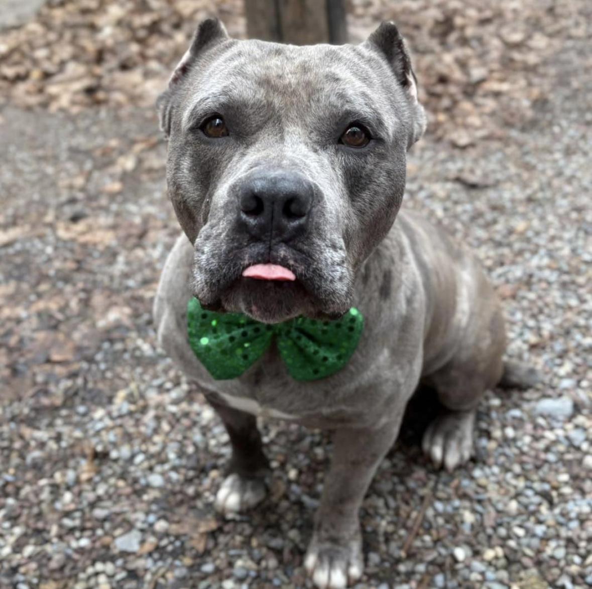 Paddy, a Adopted mixed breed in Rochester, NY image 3/4