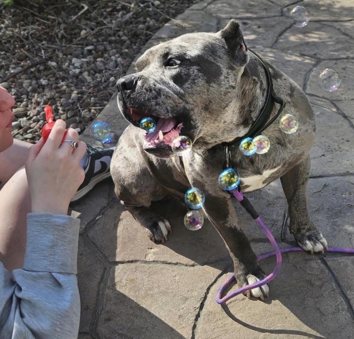 Paddy, a Adopted mixed breed in Rochester, NY image 4/4