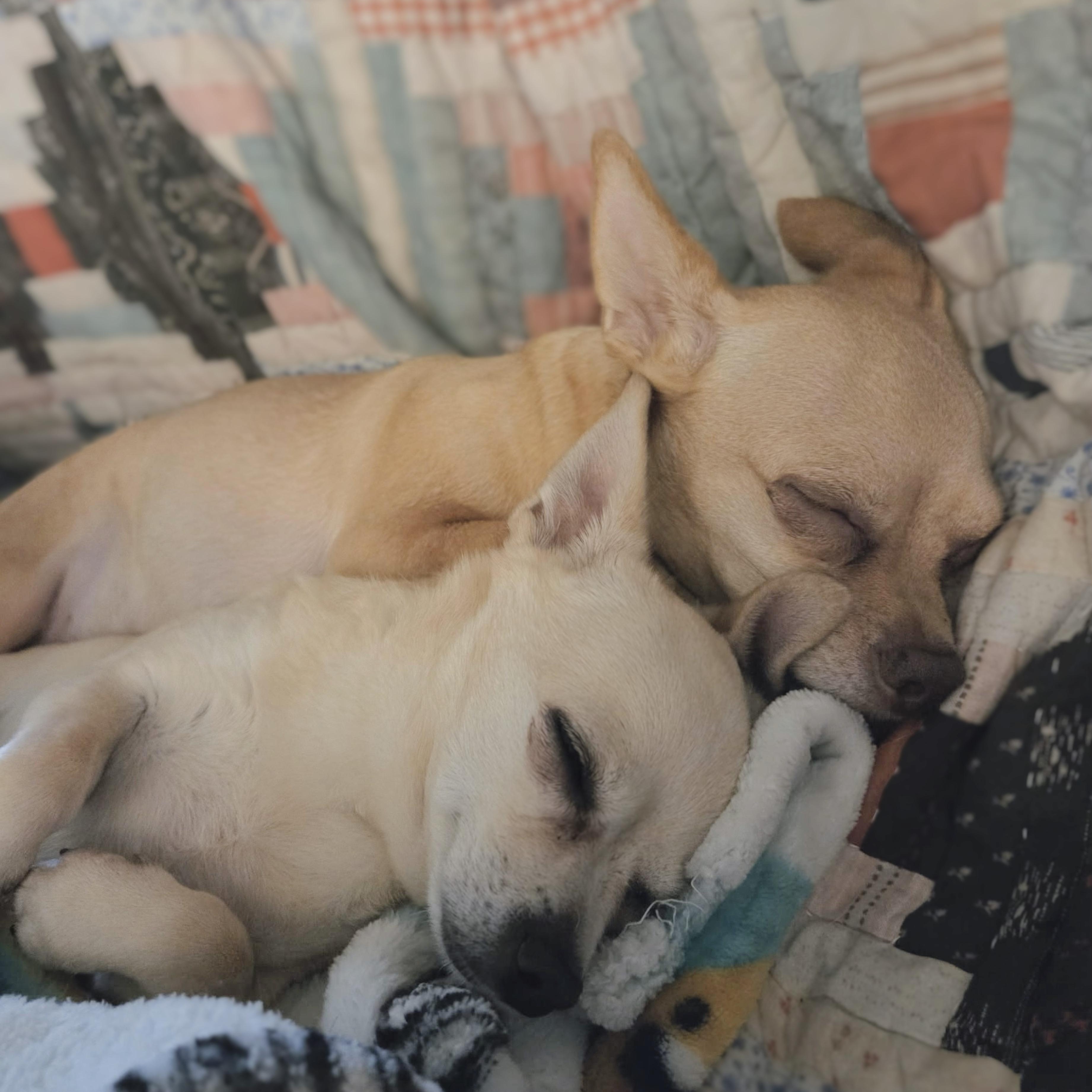 Enlarge Roscoe & Penny, a ADOPTABLE Chihuahua in Douglas, GA image 1/2