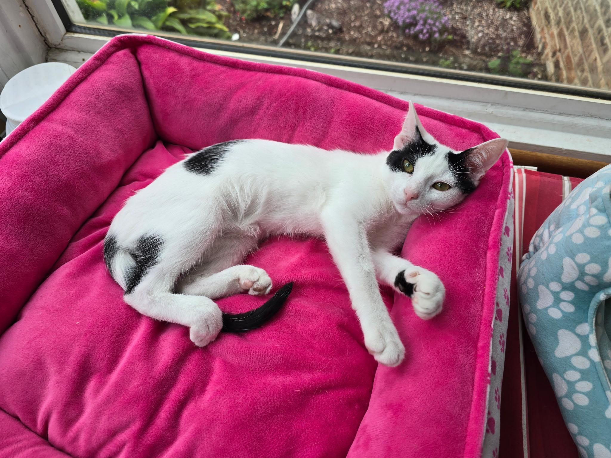 Enlarge Linen, a Adoptable Domestic Short Hair in Highland, IN image 2/4