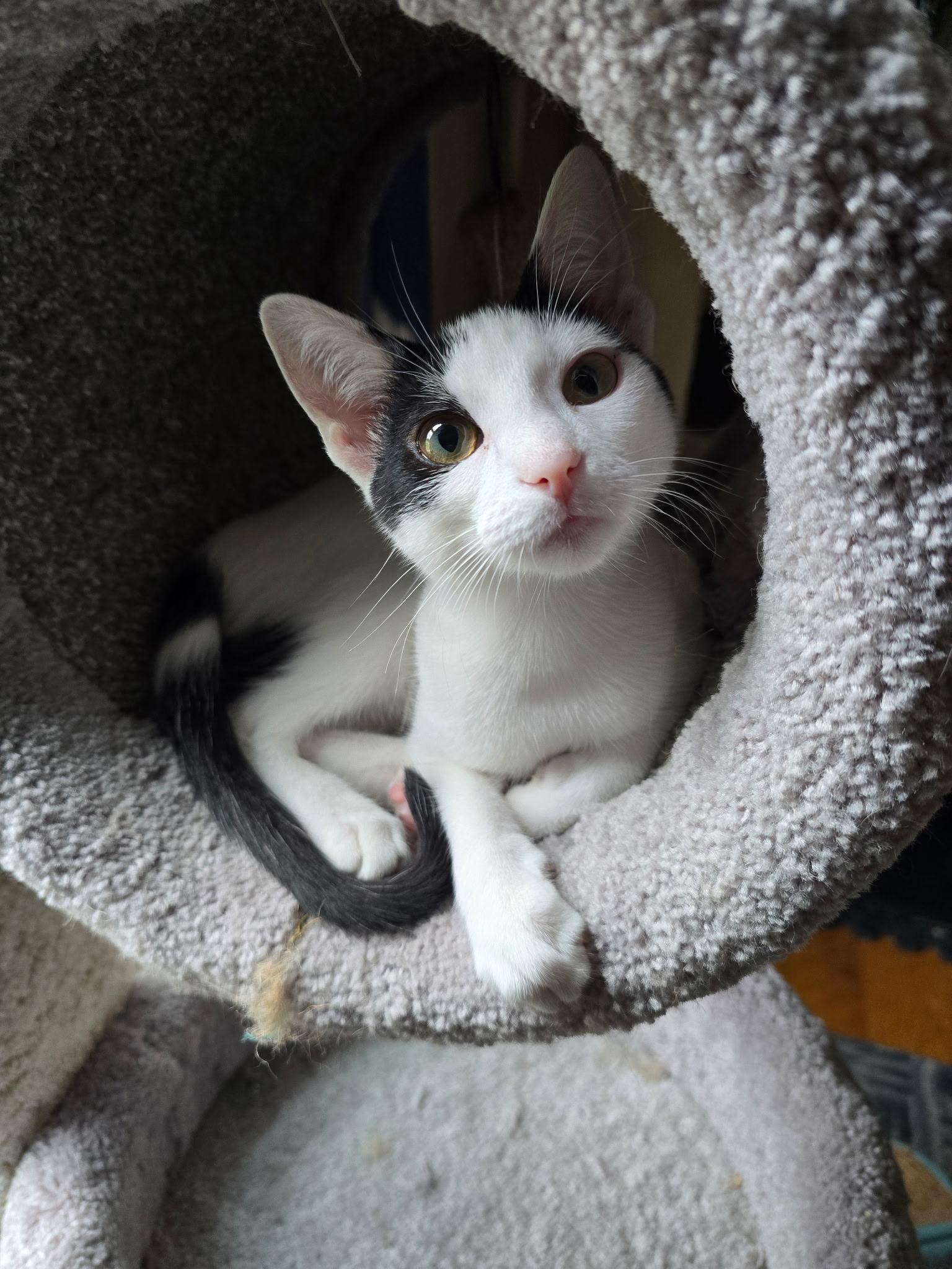 Enlarge Linen, a Adoptable Domestic Short Hair in Highland, IN image 1/4