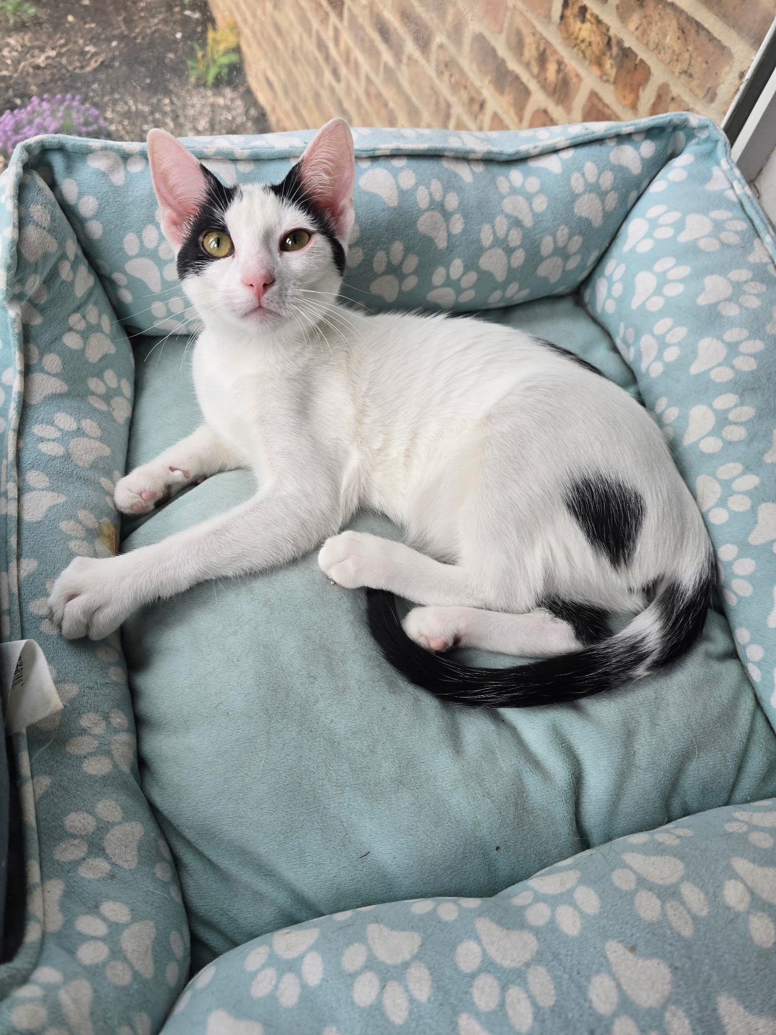 Enlarge Linen, a Adoptable Domestic Short Hair in Highland, IN image 4/4