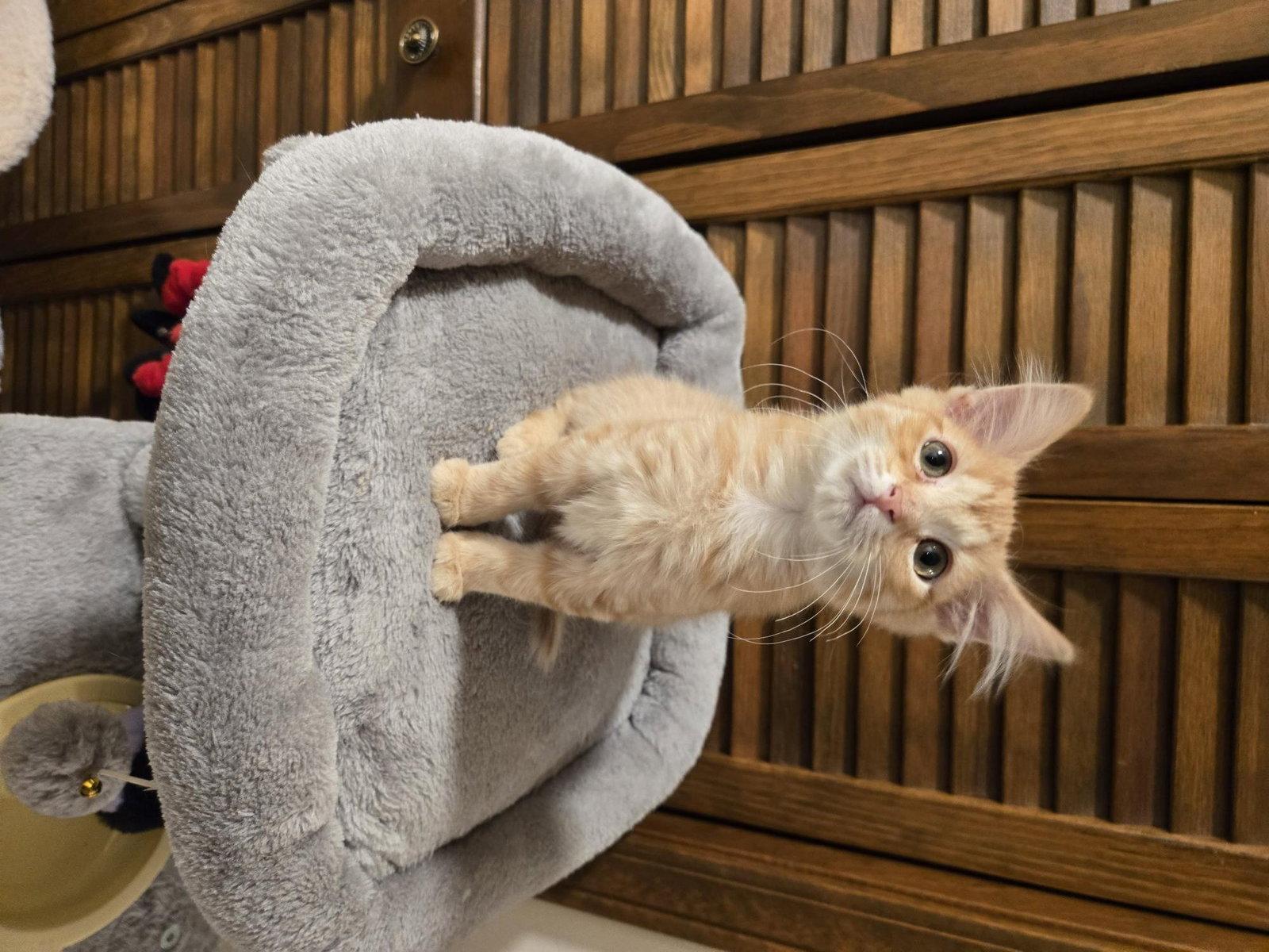 Enlarge Simba, a Adopted Tabby in Fayetteville, GA image 1/1