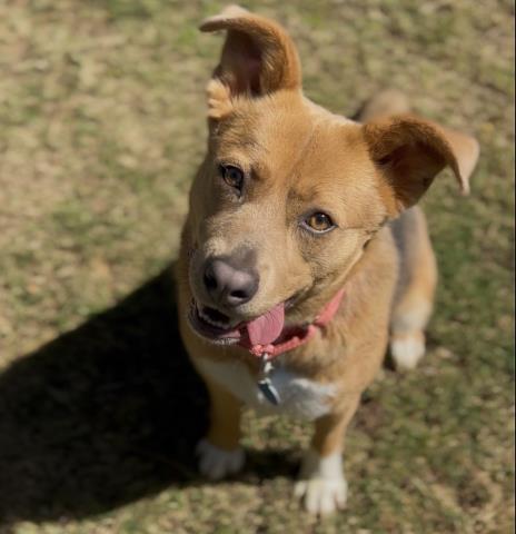 Pumpkin -- LONGTIME RESIDENT, adoptable, Young Female Shepherd.