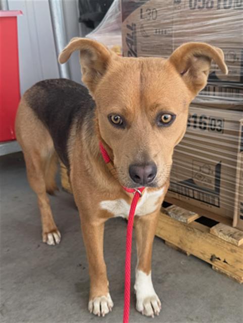 Enlarge Pumpkin -- LONGTIME RESIDENT, an adoptable mixed breed in Thousand Oaks, CA image 2/2