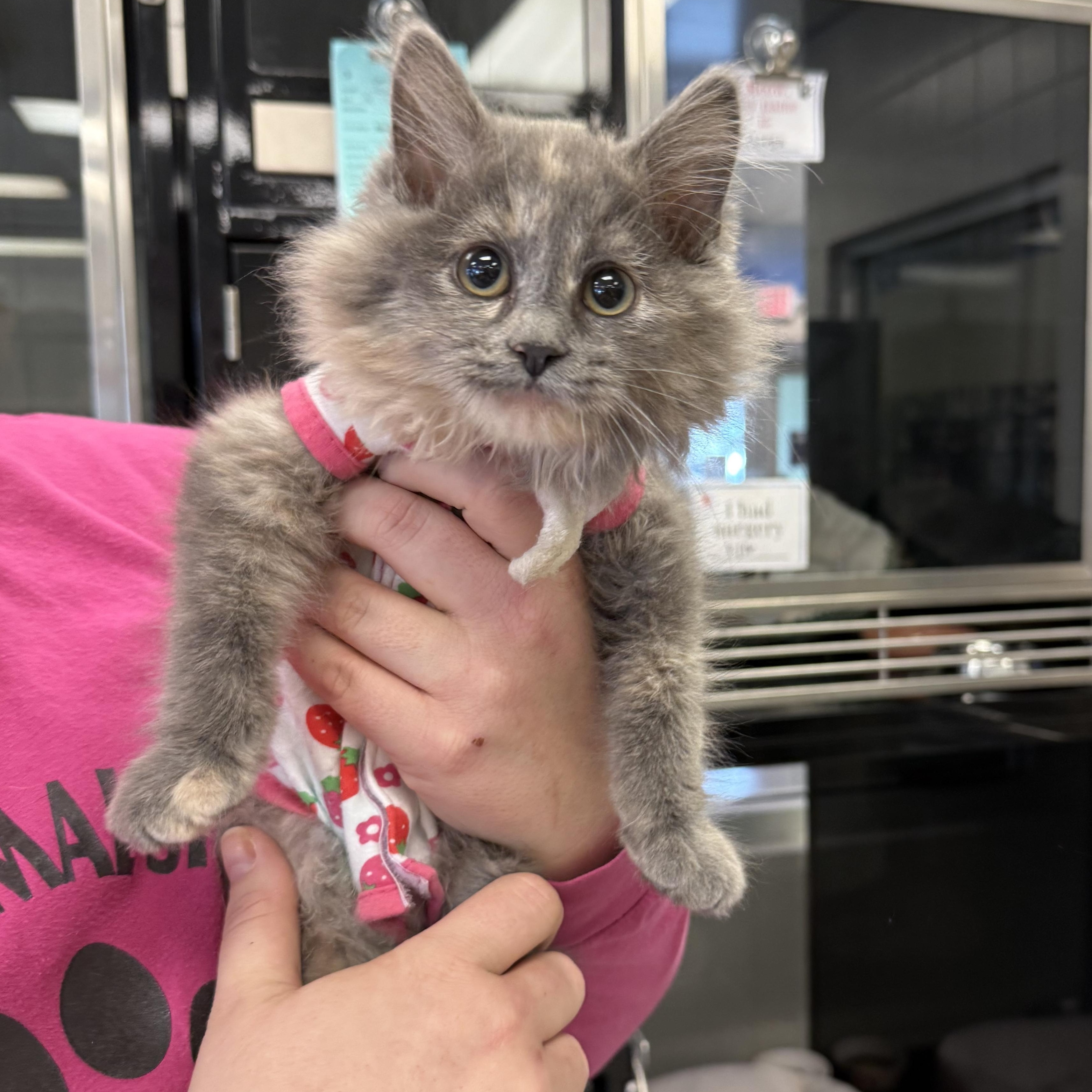 Enlarge Darlin , a ADOPTABLE Domestic Long Hair in Kearney, NE image 1/1