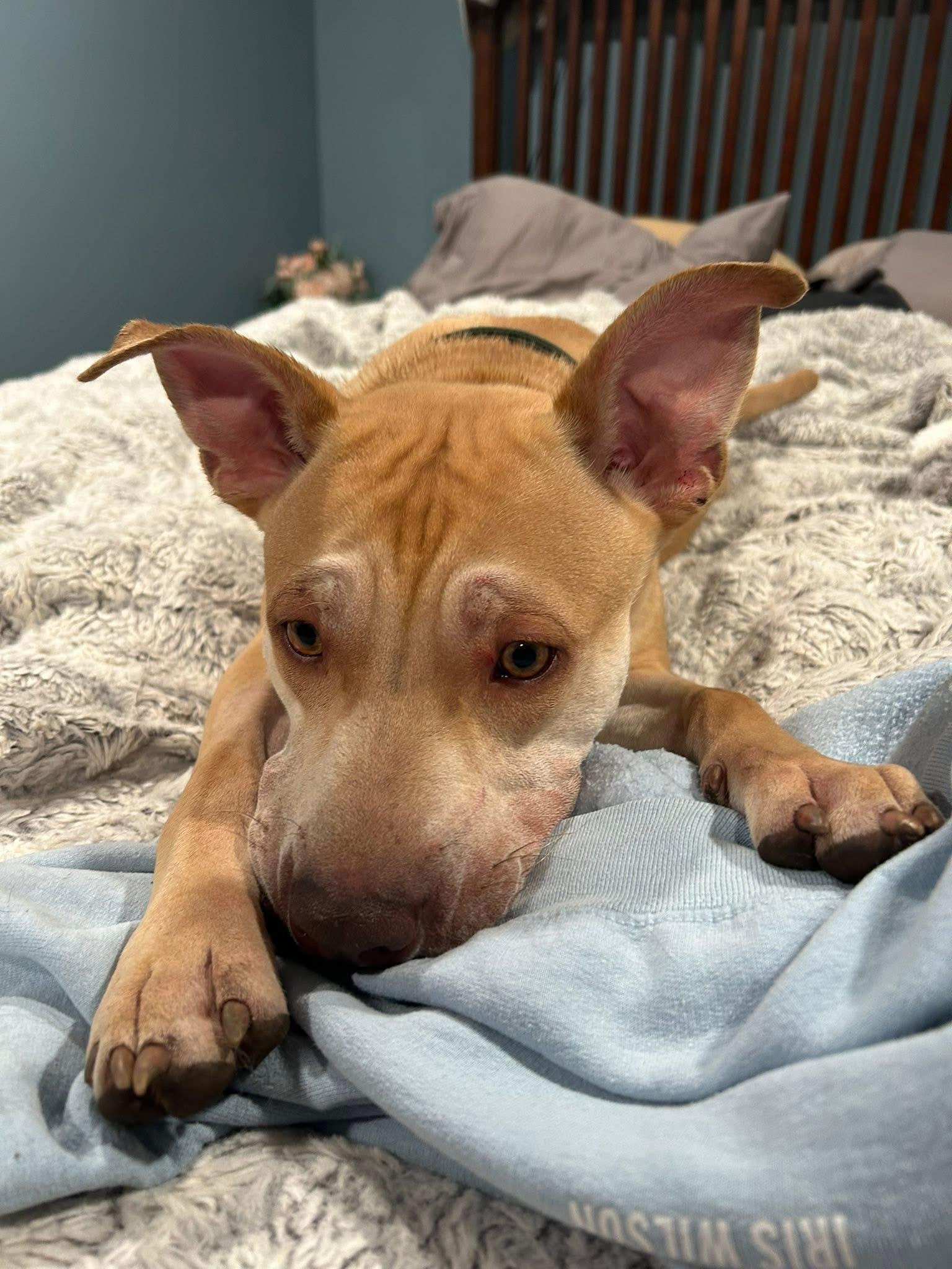 Cupid, a Adoptable Mixed Breed in Hudsonville , MI image 4/4