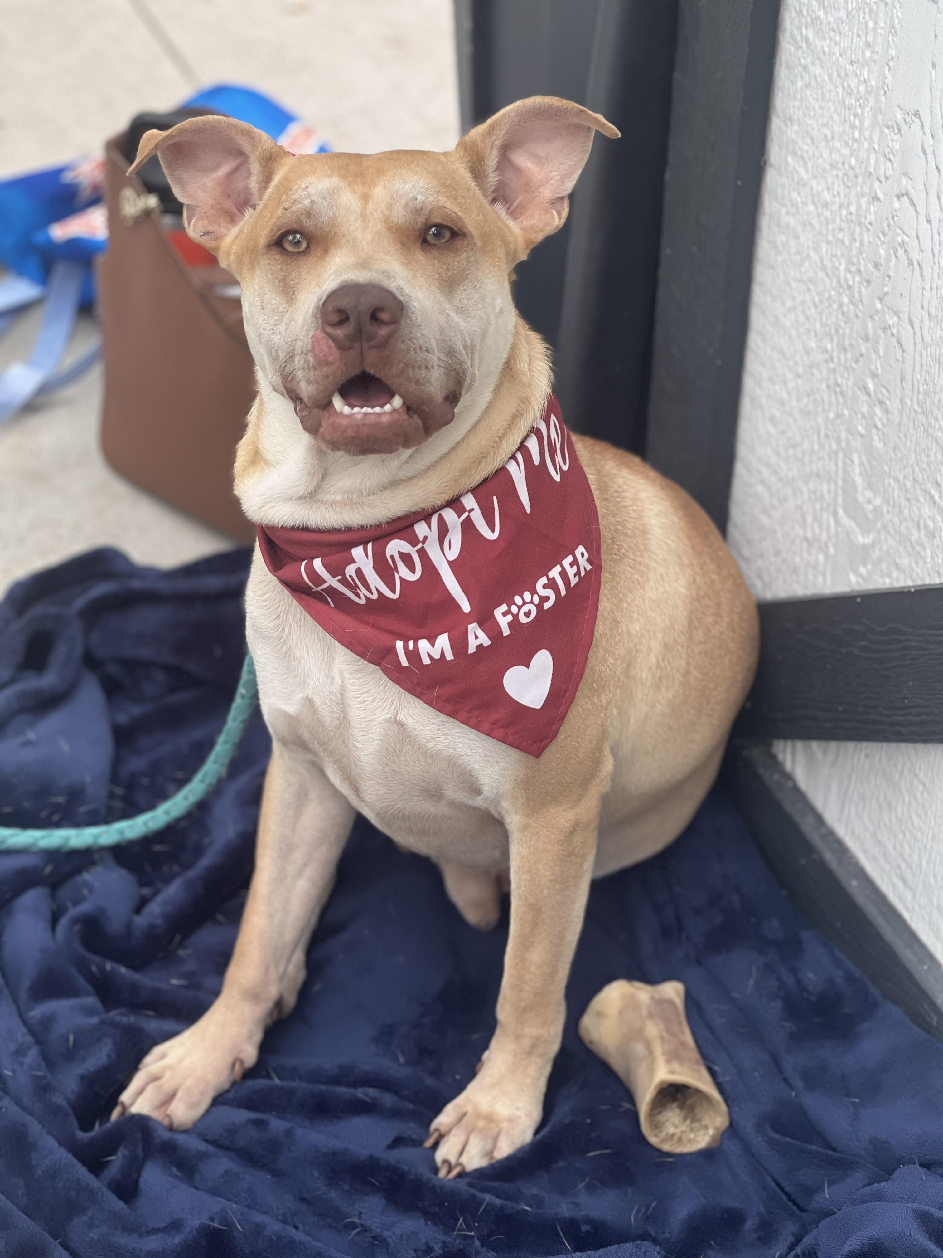 Cupid, Adoptable, Puppy Male Mixed Breed.