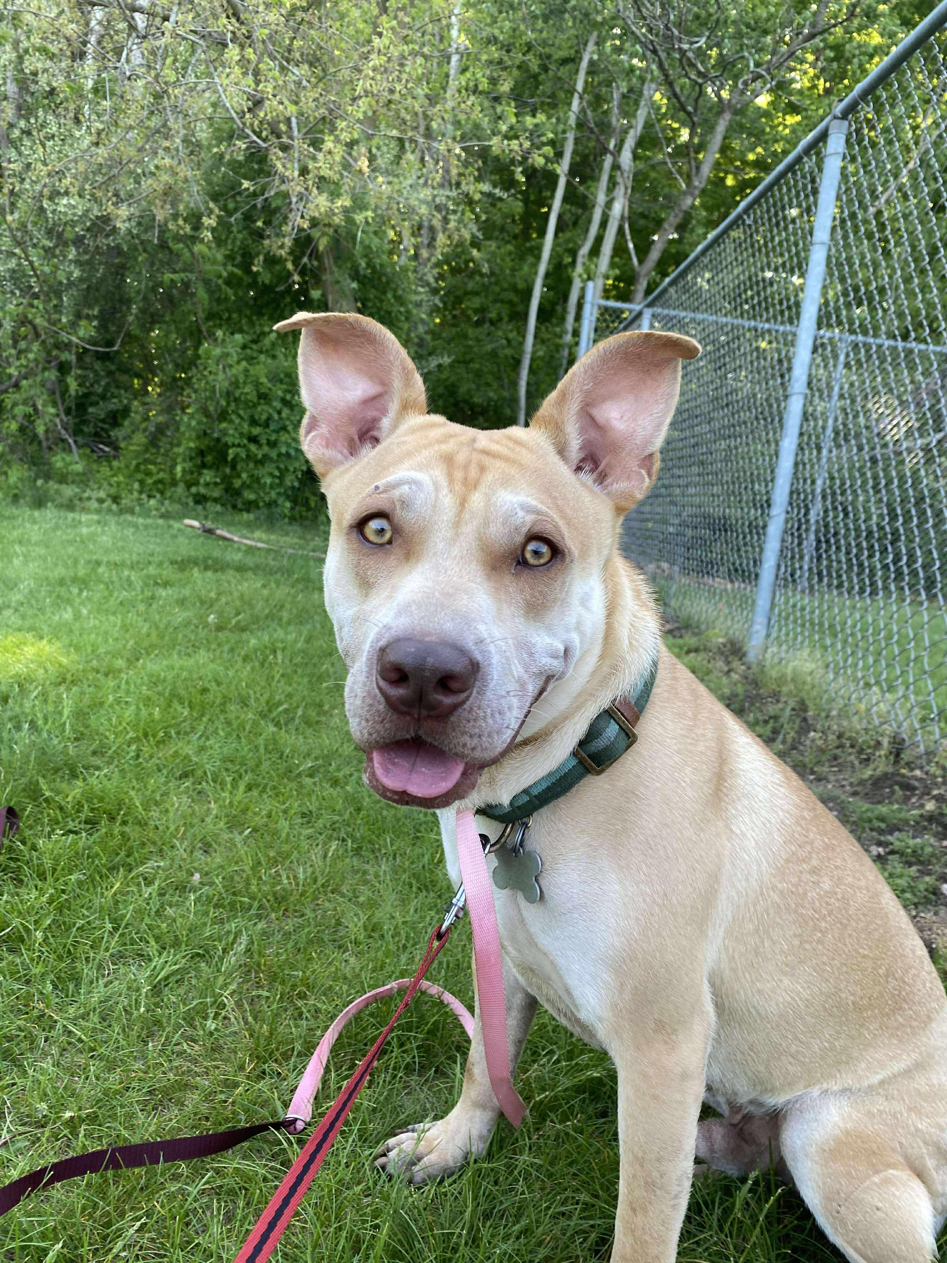 Cupid, a Adoptable Mixed Breed in Hudsonville , MI image 2/4