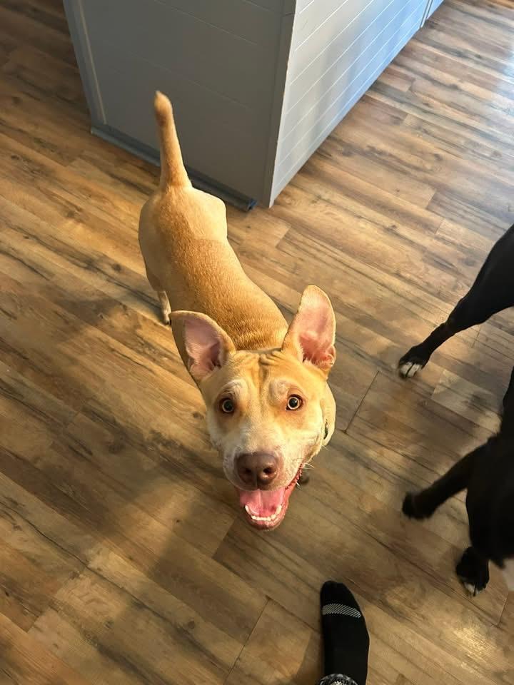 Cupid, a Adoptable Mixed Breed in Hudsonville , MI image 3/4