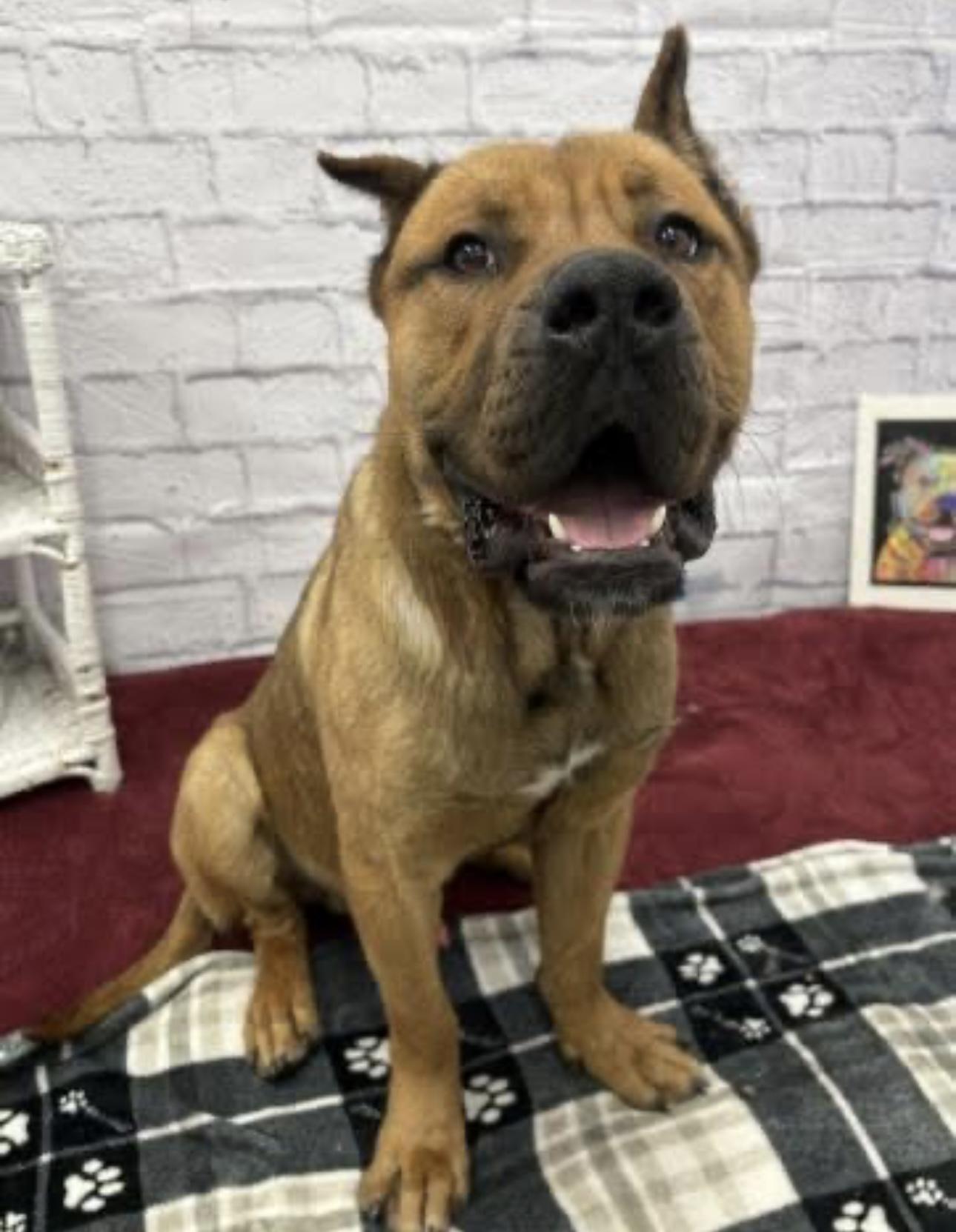 Titas, Young Male Mastiff