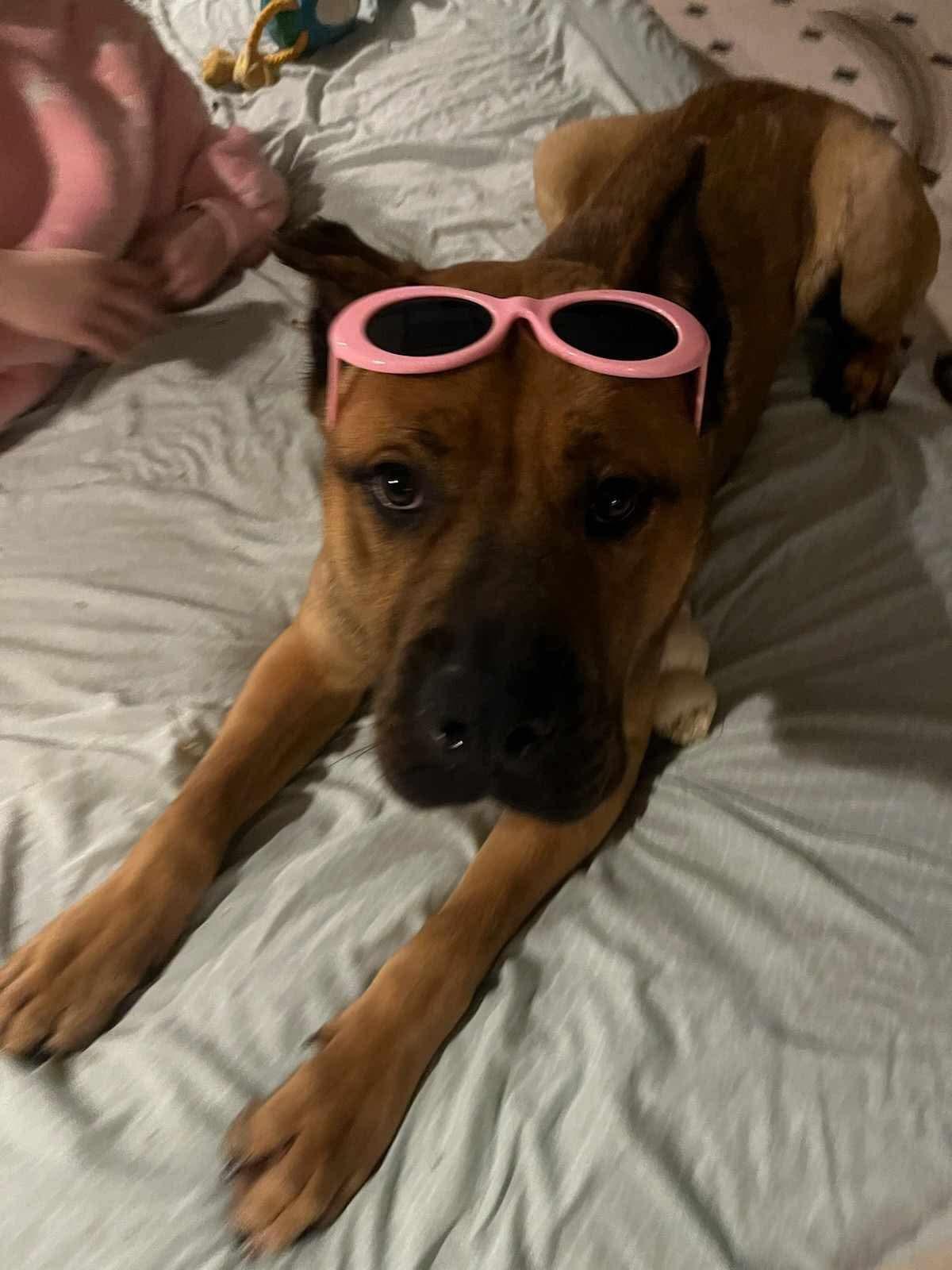 Titas, a Adoptable Mastiff in Macomb, MI image 2/2