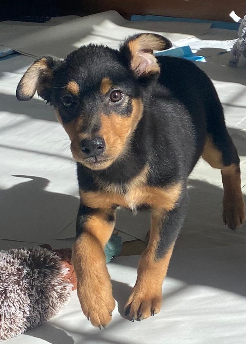 Enlarge Frankie, a ADOPTABLE mixed breed in Fort Collins, CO image 5/6