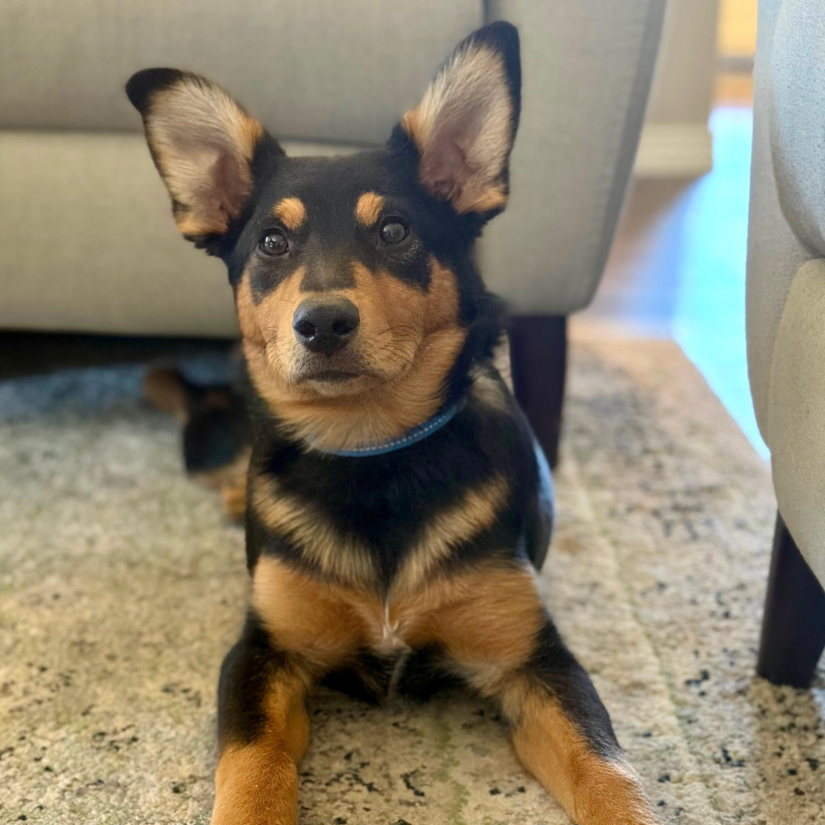 Frankie, adoptable, Puppy Male Shepherd.