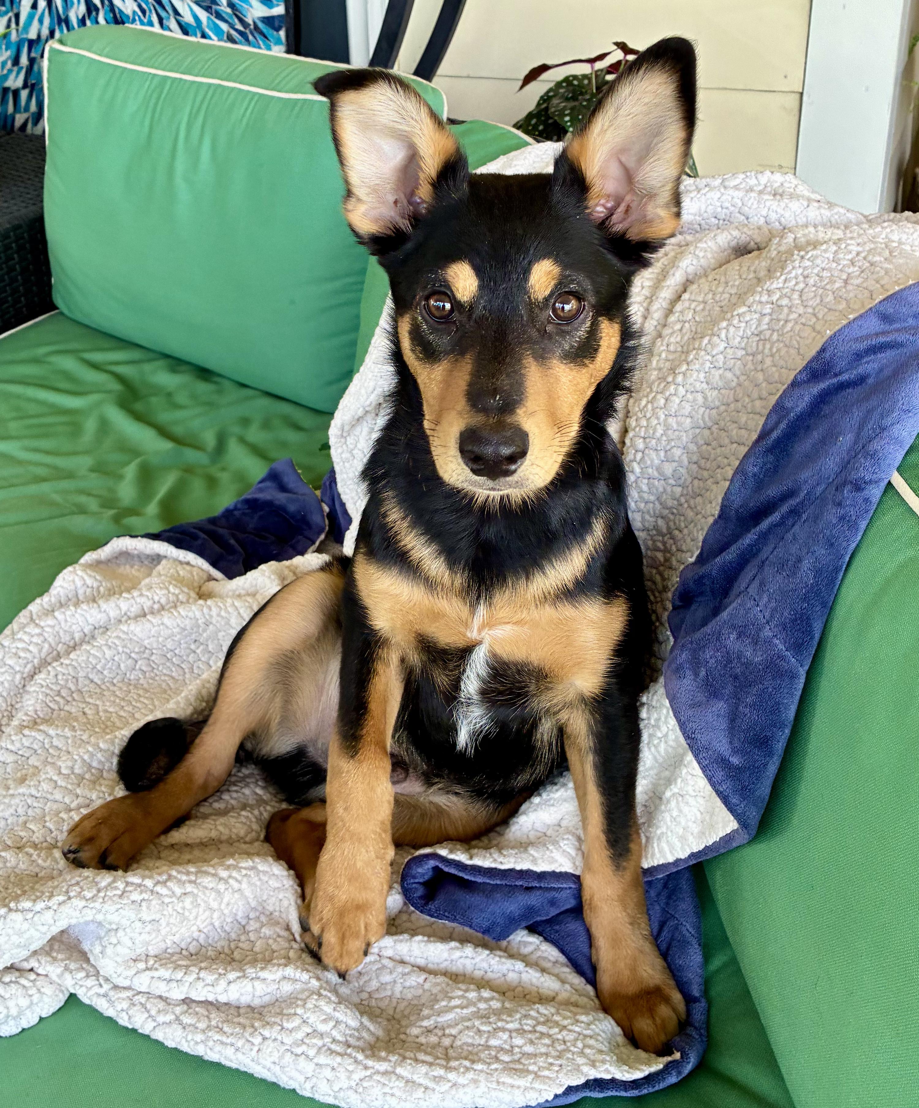 Enlarge Frankie, an adoptable mixed breed in Fort Collins, CO image 3/6