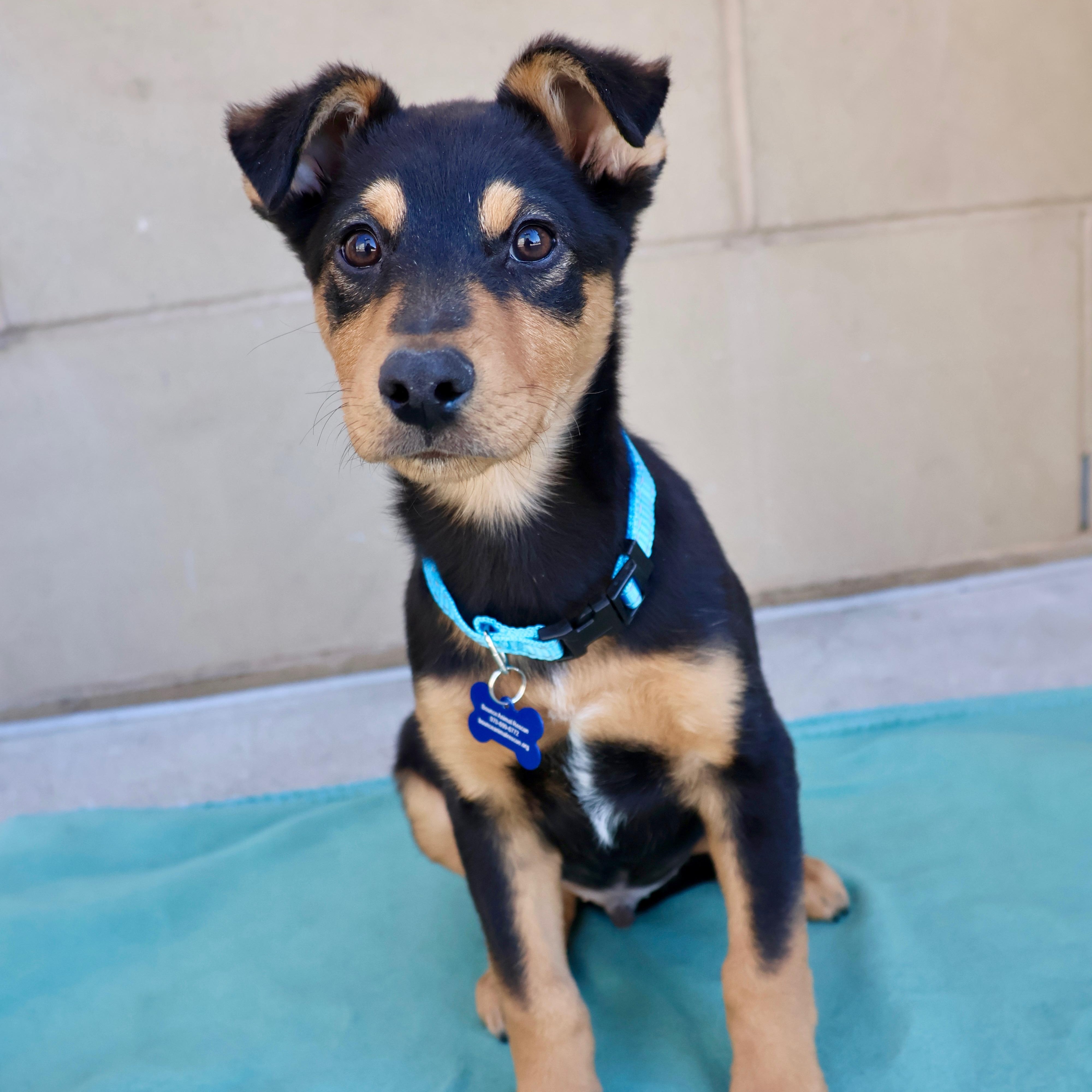 Enlarge Frankie, a ADOPTABLE mixed breed in Fort Collins, CO image 1/6