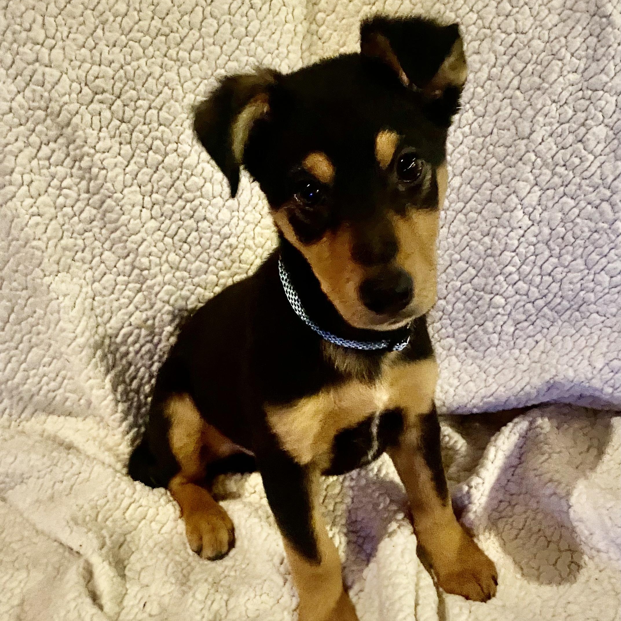 Enlarge Frankie, a ADOPTABLE mixed breed in Fort Collins, CO image 4/6