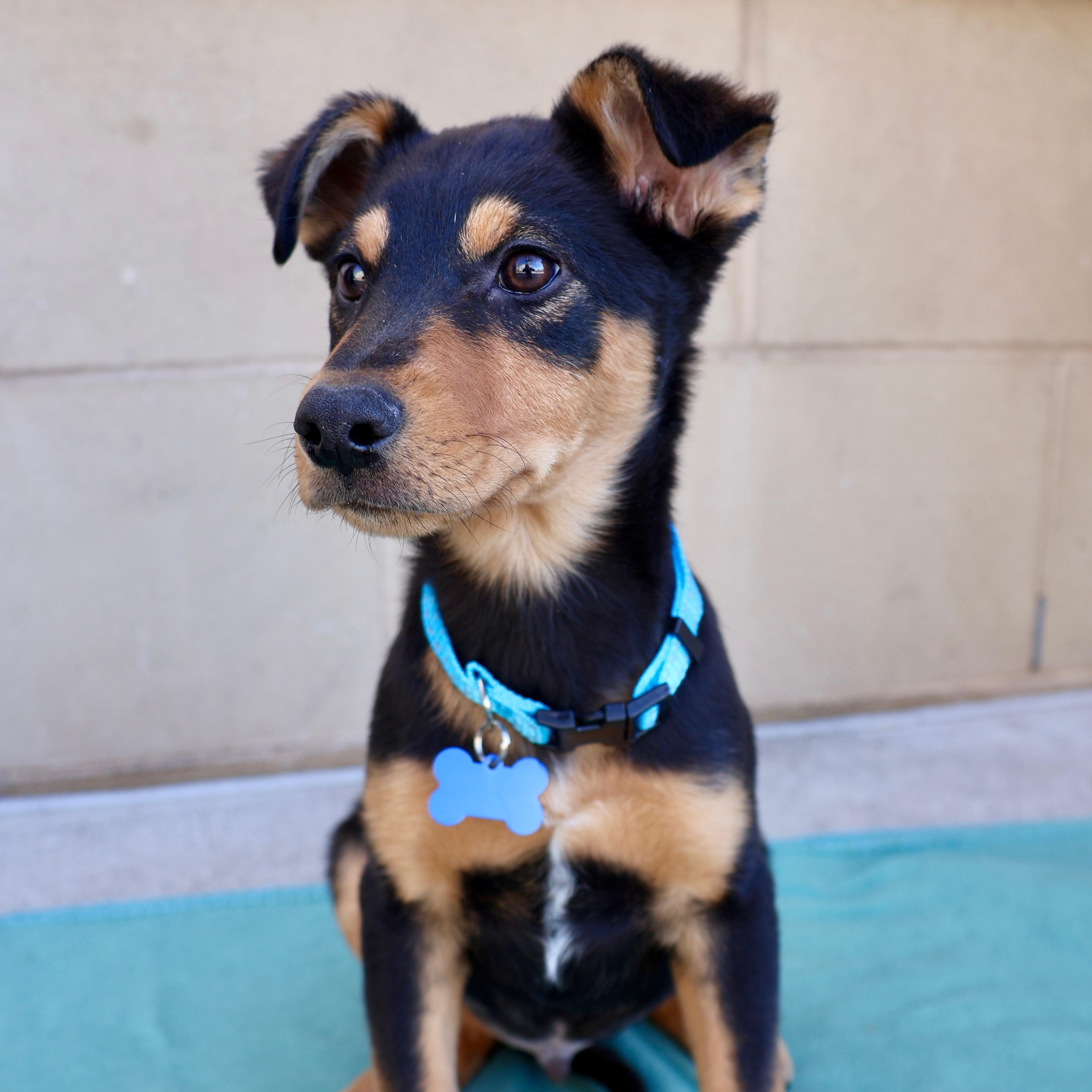 Enlarge Frankie, a ADOPTABLE mixed breed in Fort Collins, CO image 3/6
