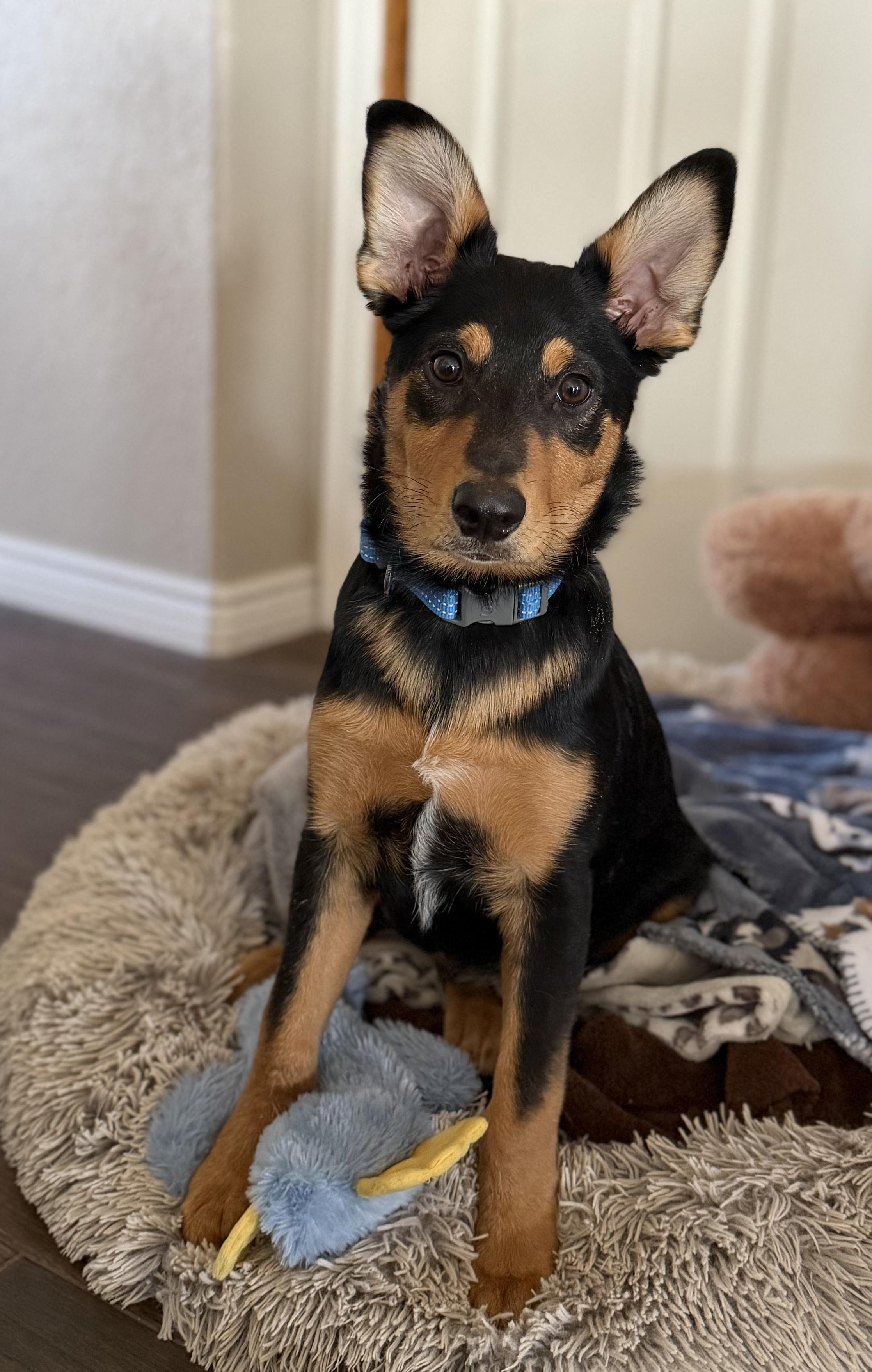 Enlarge Frankie, an adoptable mixed breed in Fort Collins, CO image 2/6