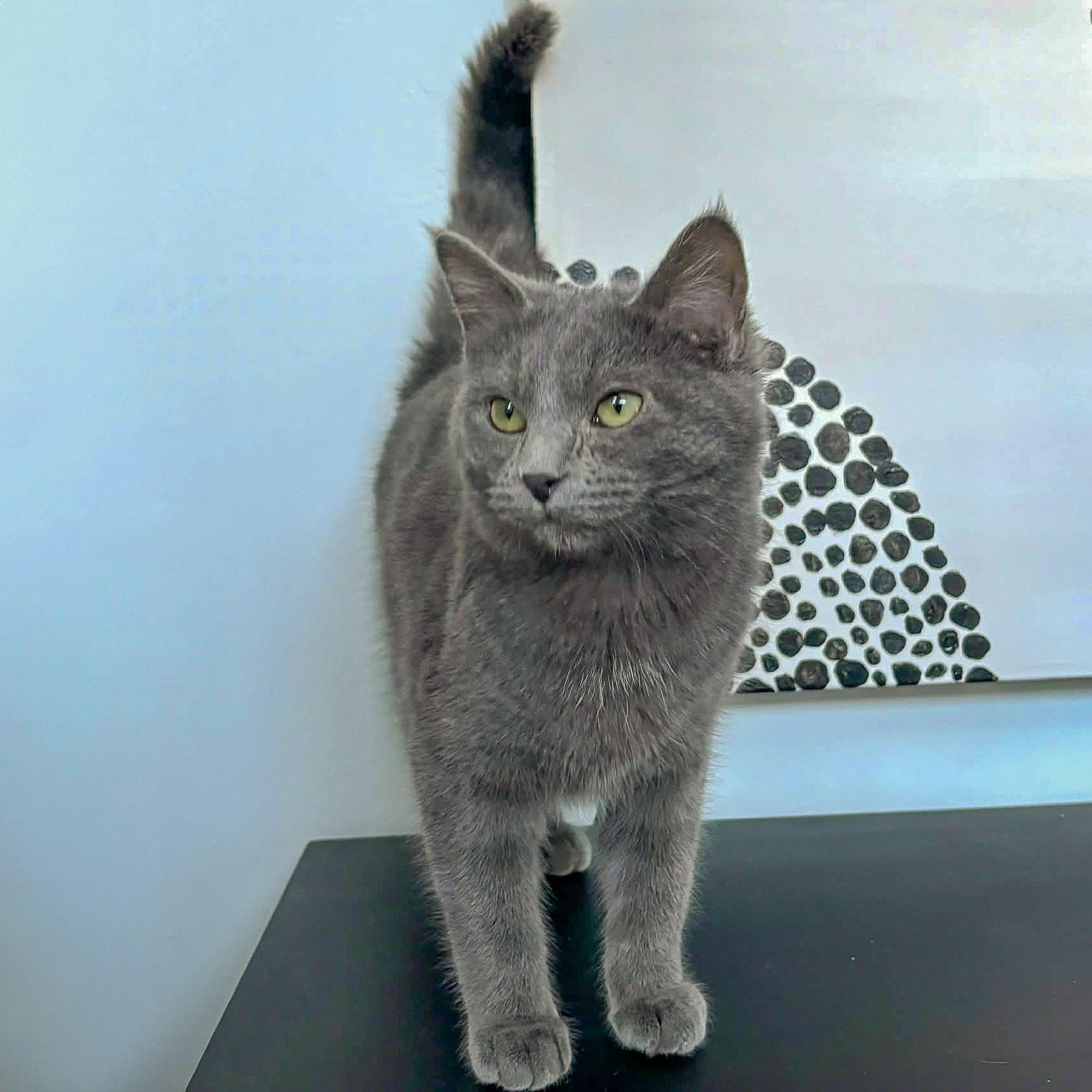 Enlarge Smokey, an adopted mixed breed in Huntley, IL image 3/6