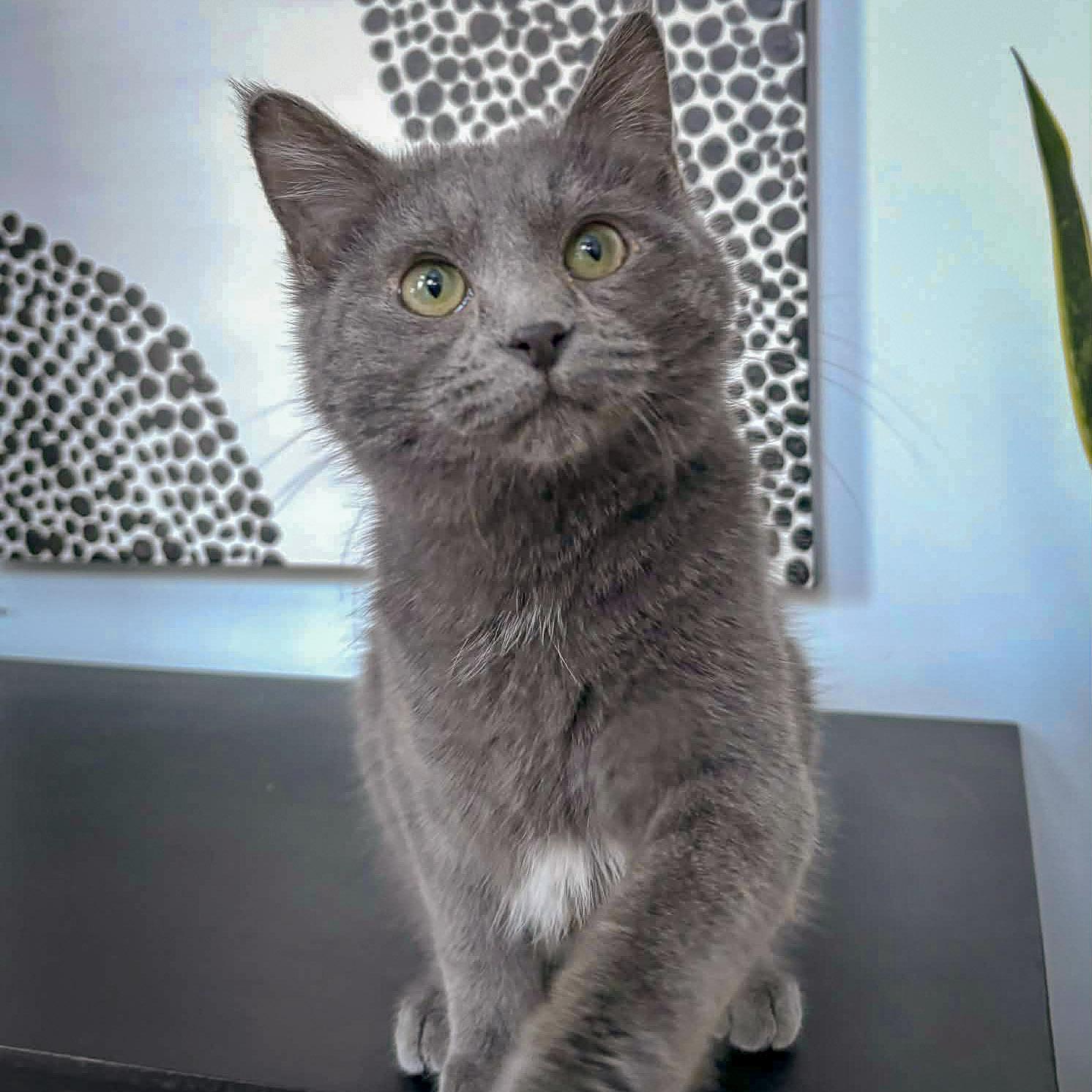 Enlarge Smokey, an adopted mixed breed in Huntley, IL image 2/6