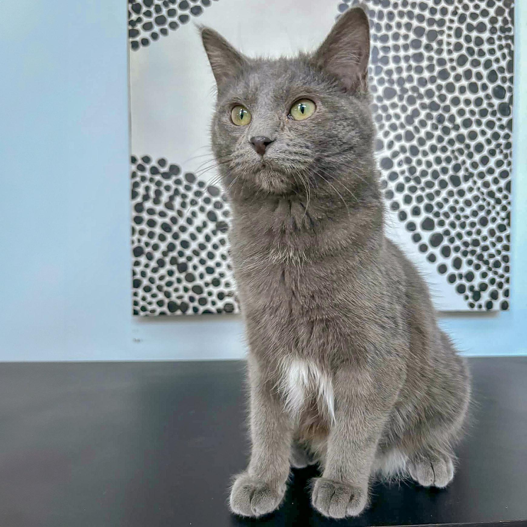 Enlarge Smokey, an adopted mixed breed in Huntley, IL image 4/6