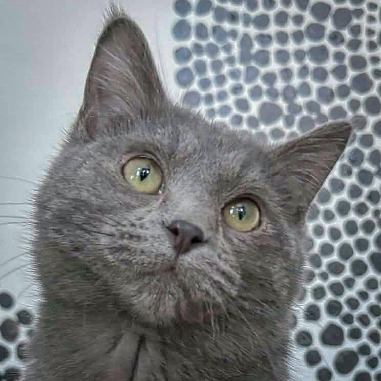 Smokey, adopted, Kitten Male Russian Blue & Domestic Short Hair.