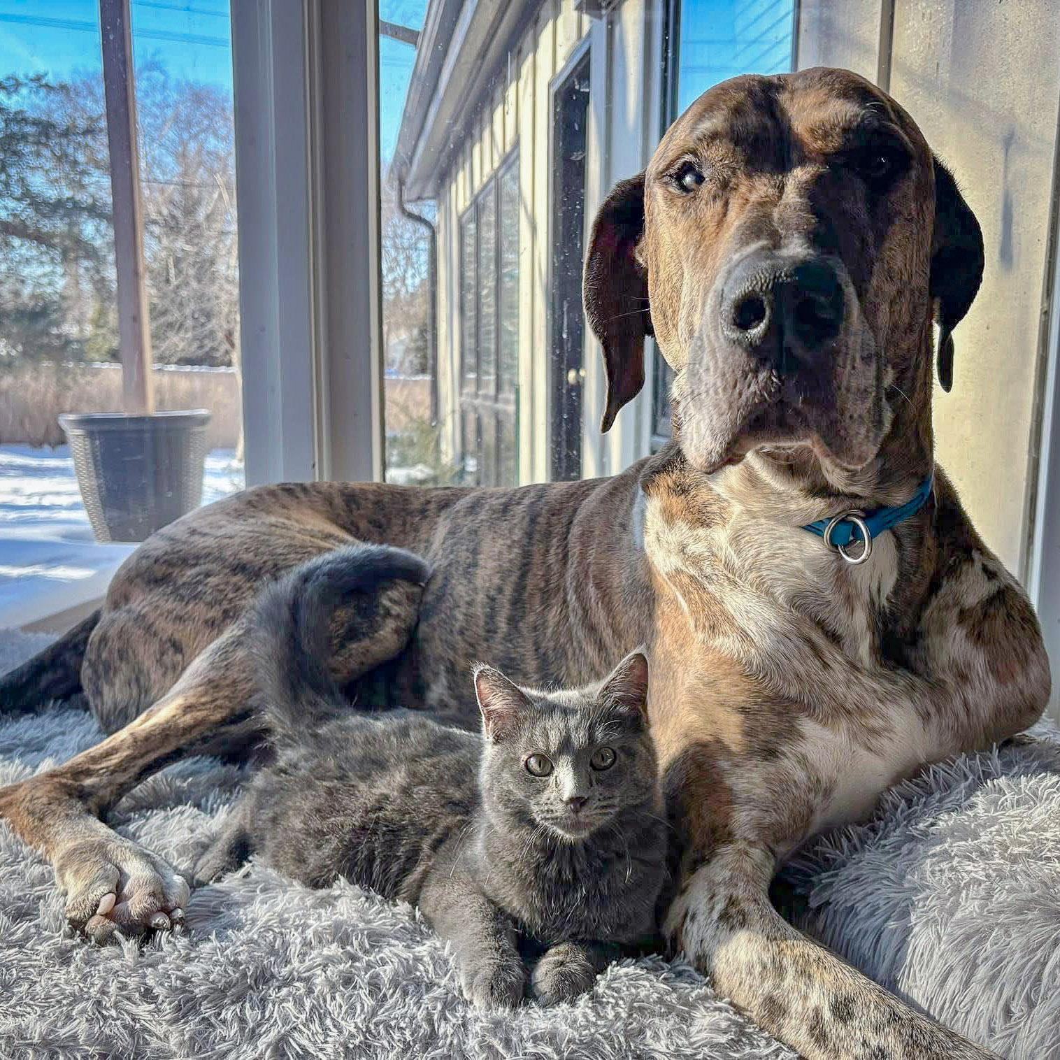 Enlarge Smokey, an adopted mixed breed in Huntley, IL image 6/6