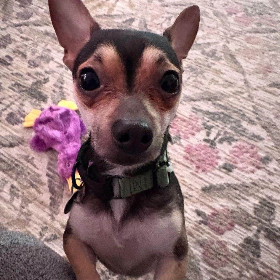 Enlarge Rooney, a ADOPTABLE Chihuahua in Yonkers, NY image 2/5