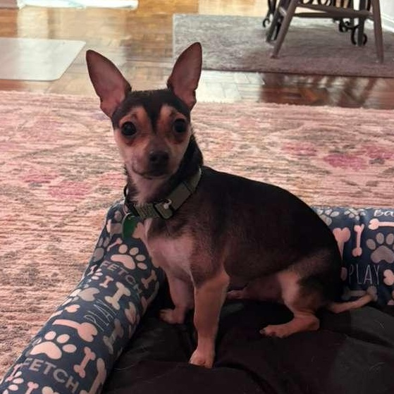 Enlarge Rooney, a ADOPTABLE Chihuahua in Yonkers, NY image 3/5