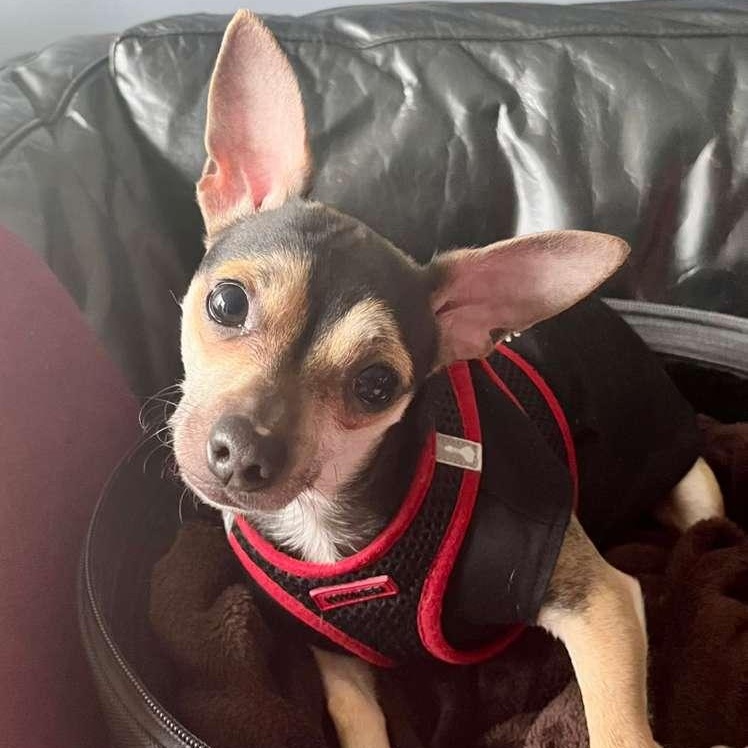 Rooney, ADOPTABLE, Young Male Chihuahua.