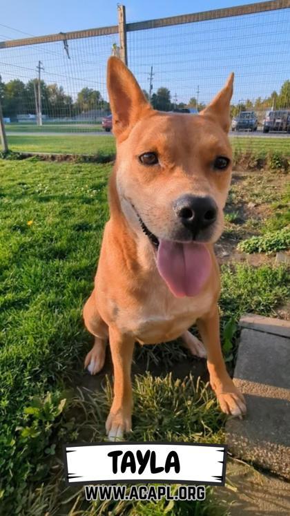 Tayla, a Adoptable Mixed Breed in Ashtabula, OH image 1/3