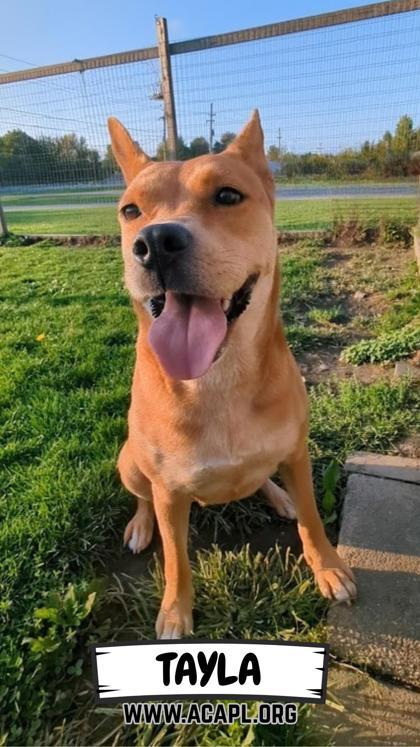 Tayla, a Adoptable Mixed Breed in Ashtabula, OH image 2/3