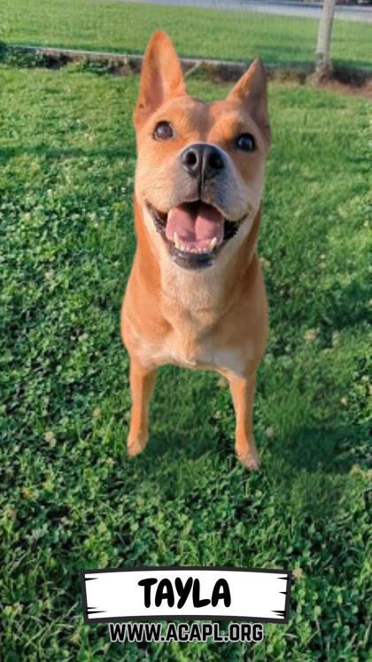 Tayla, a Adoptable Mixed Breed in Ashtabula, OH image 3/3