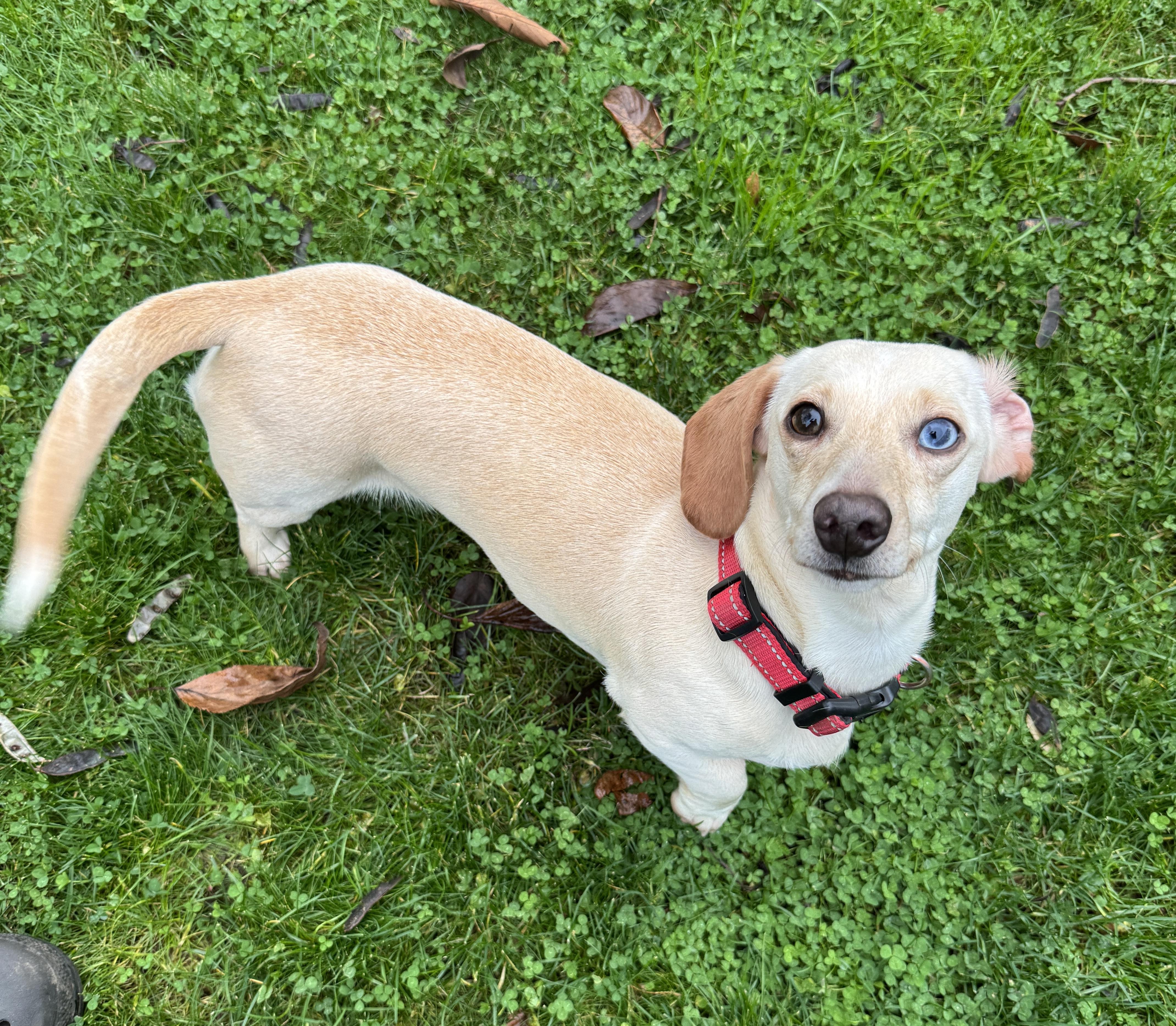 Enlarge Marley, a ADOPTABLE Dachshund in Portland, OR image 3/4