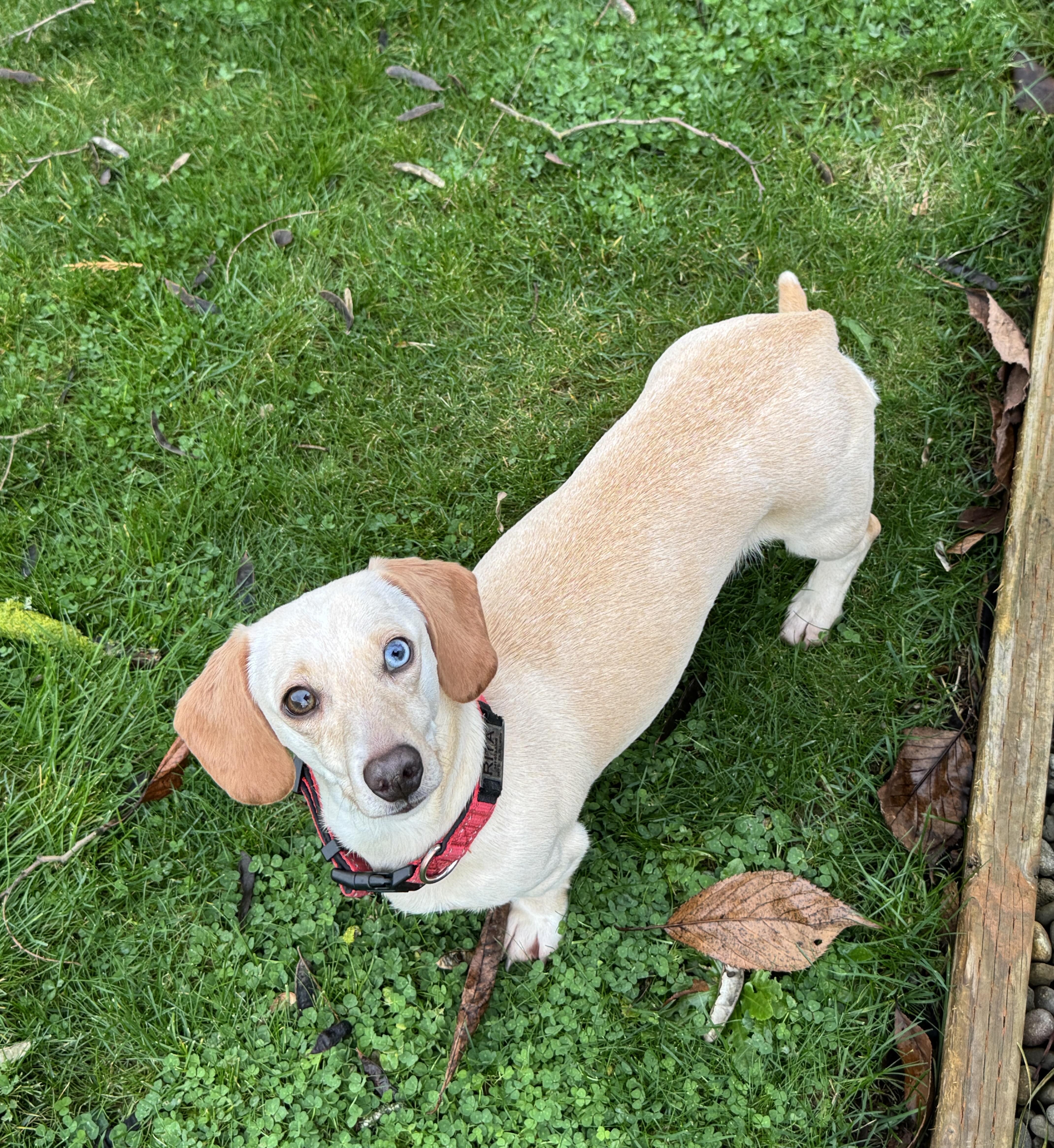 Enlarge Marley, a ADOPTABLE Dachshund in Portland, OR image 4/4