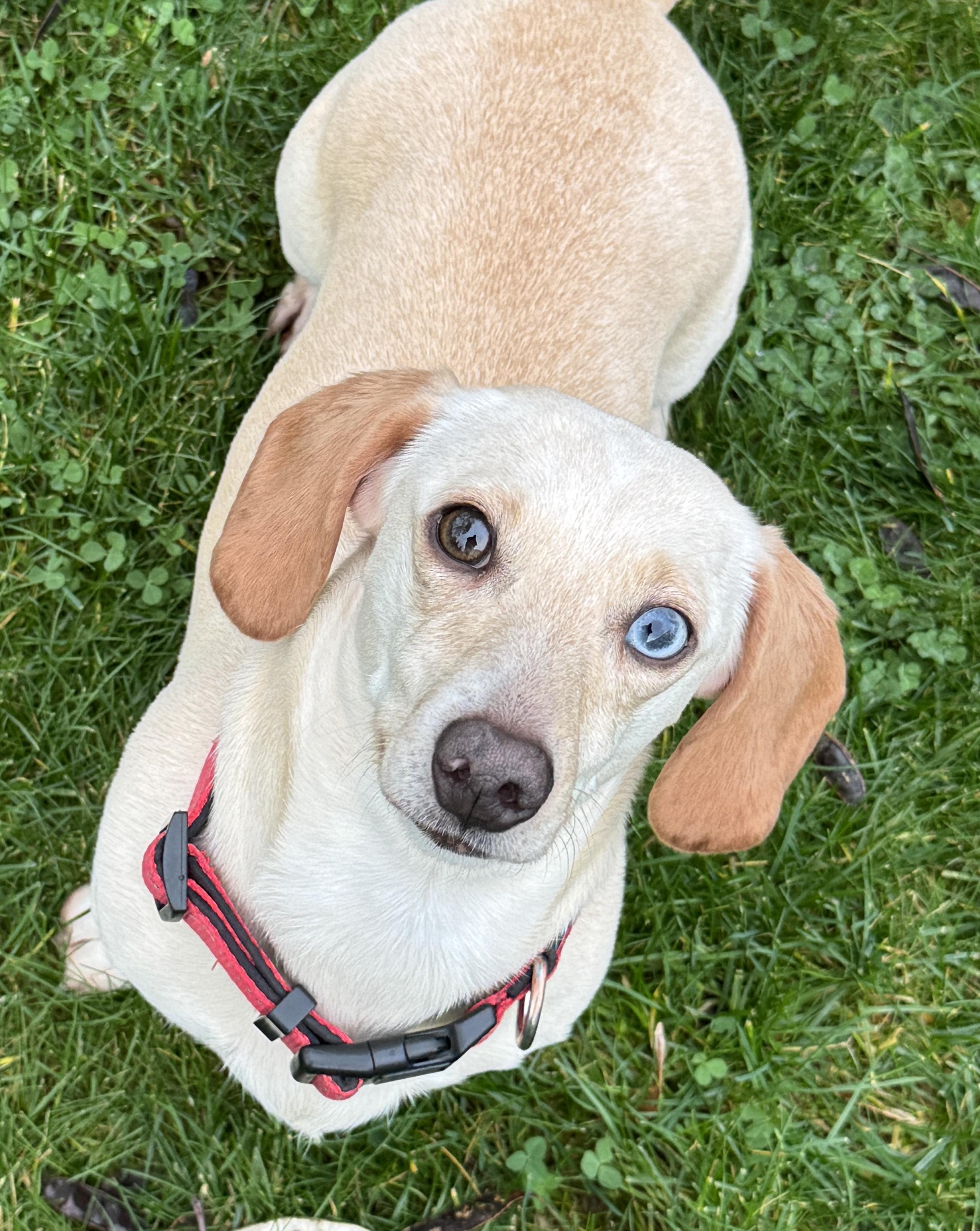 Marley, ADOPTABLE, Young Female Dachshund.