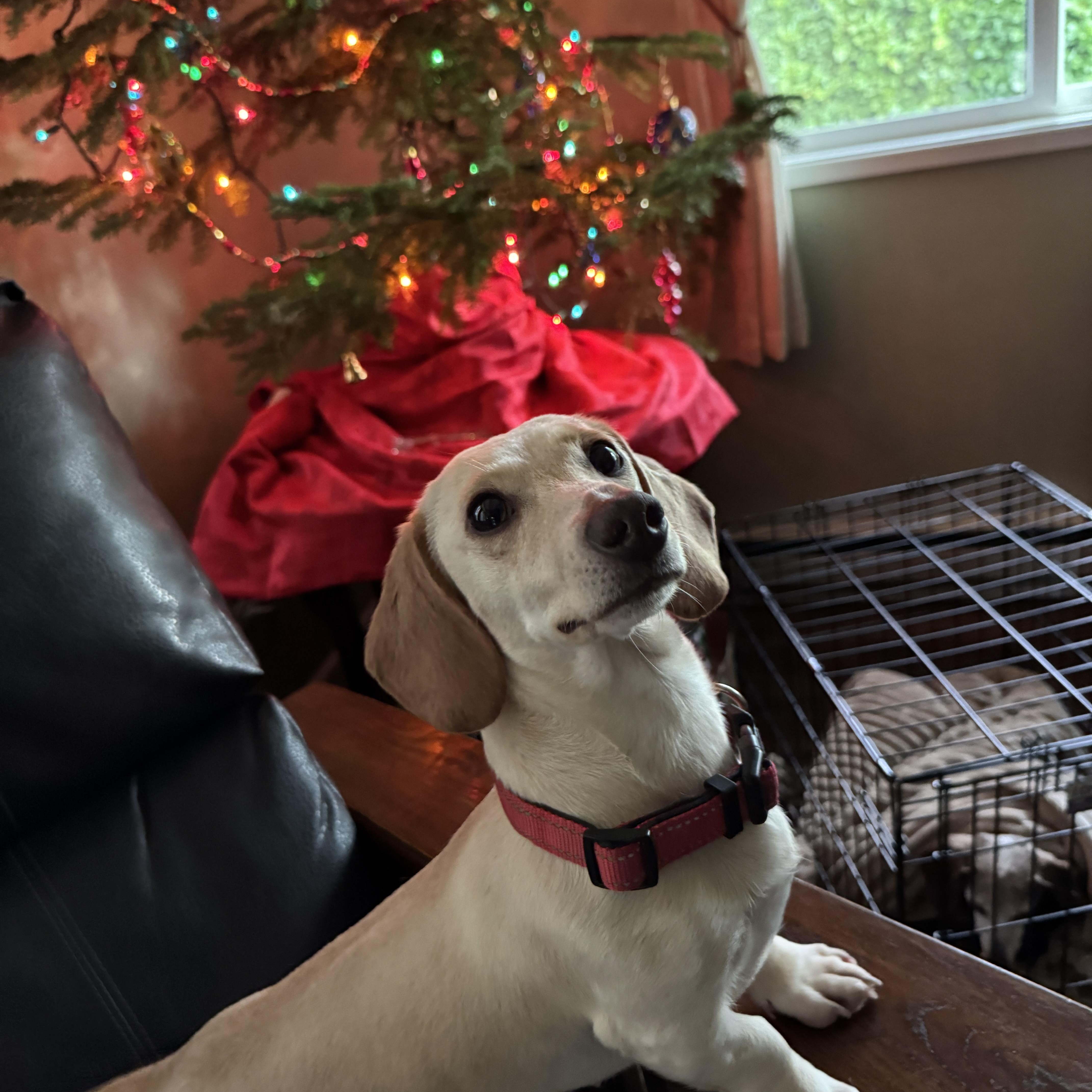 Enlarge Marley, a ADOPTABLE Dachshund in Portland, OR image 2/4