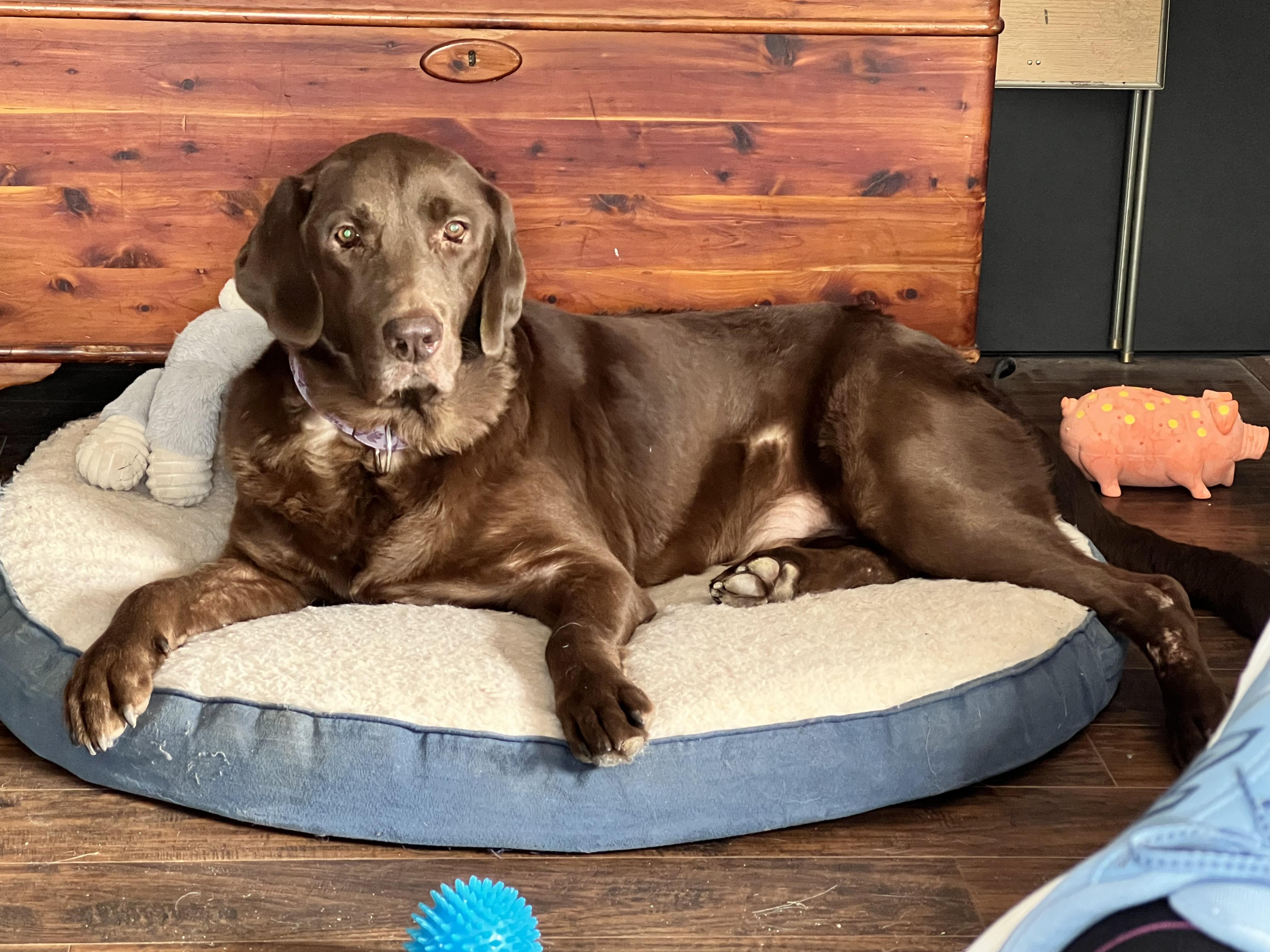 Junior - Fostered in Connecticut photo 4