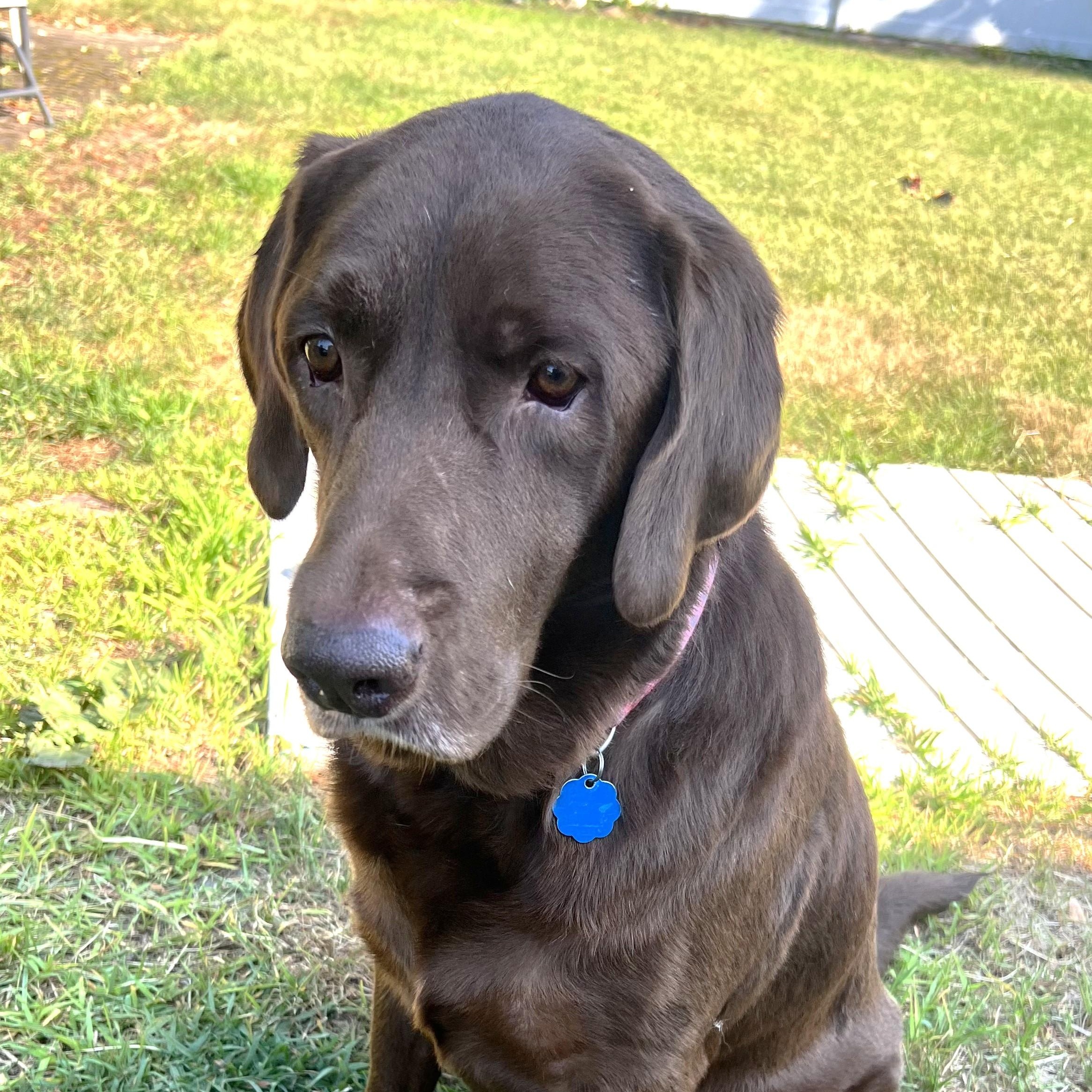Junior - Fostered in Connecticut, Adult Male unknown