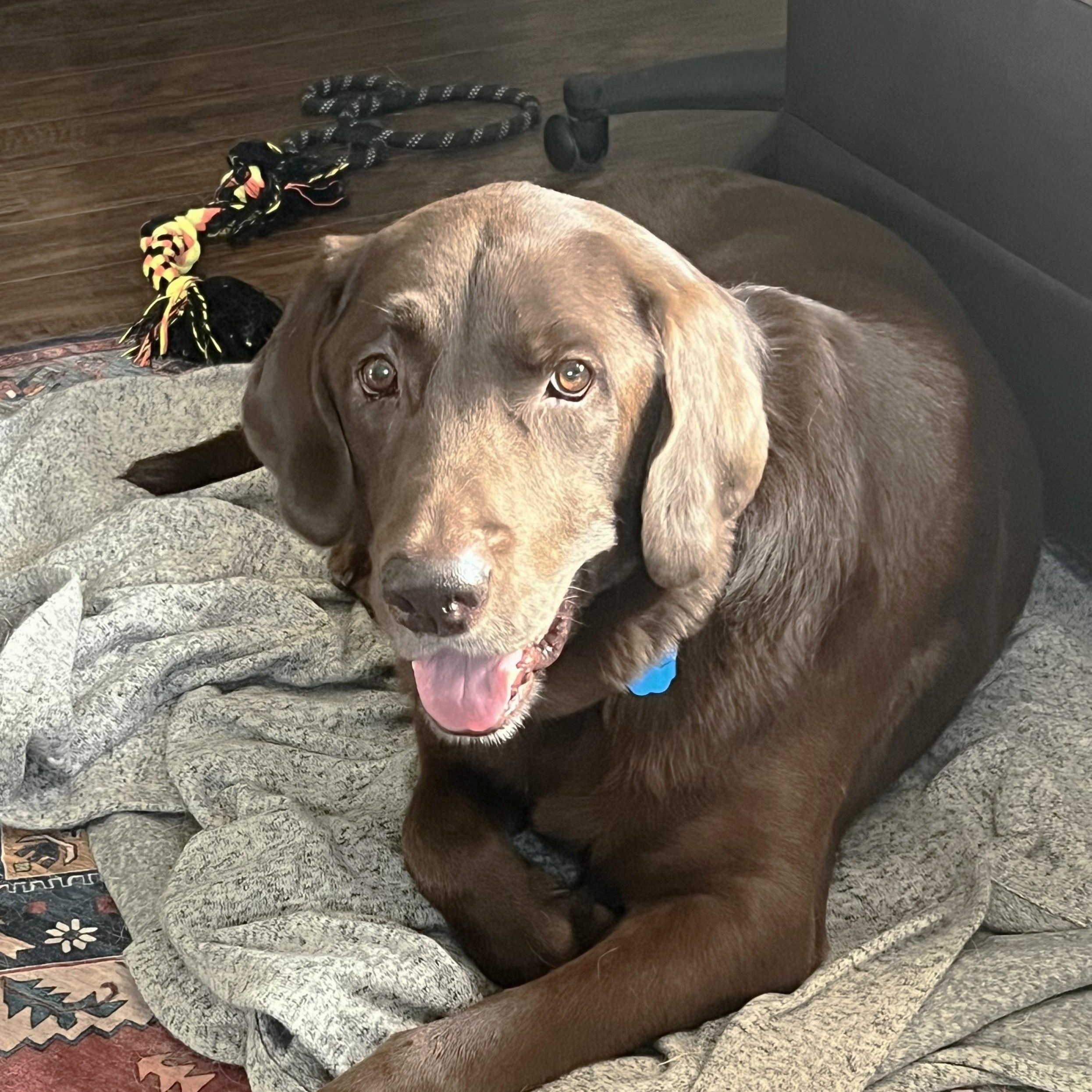 Junior - Fostered in Connecticut photo 3