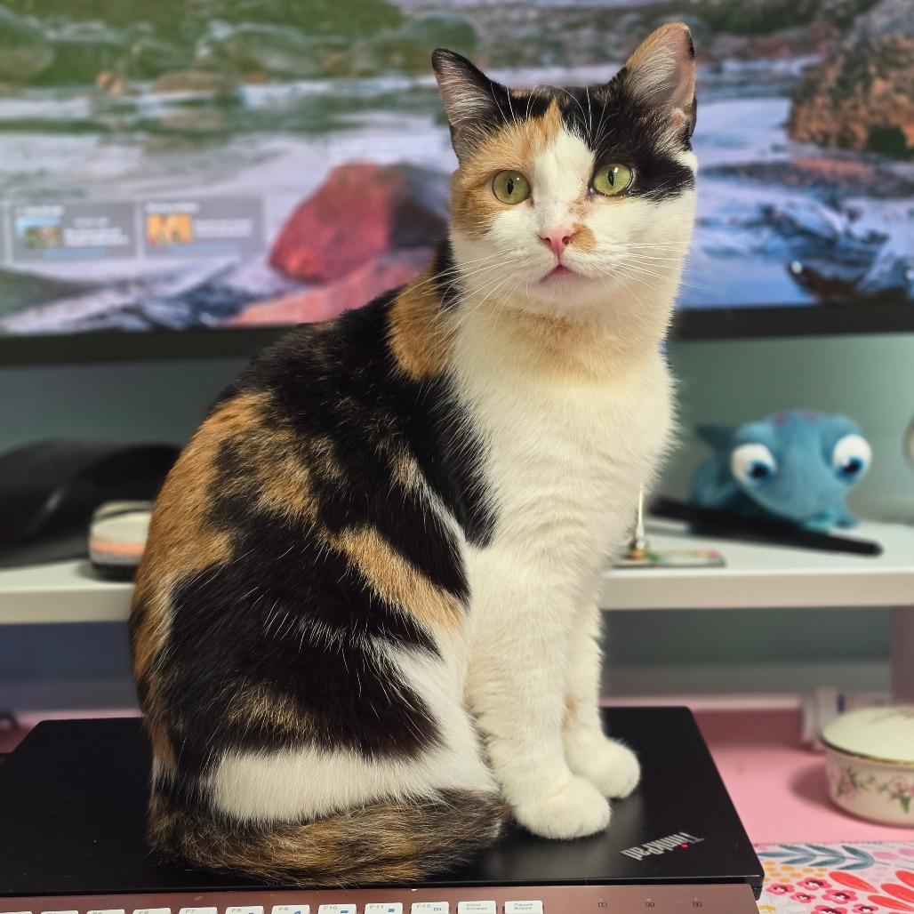 Simmy, Adoptable, Adult Female Domestic Short Hair.