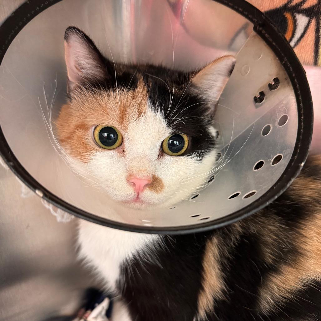 Simmy, a Adoptable Domestic Short Hair in Roanoke, VA image 2/3